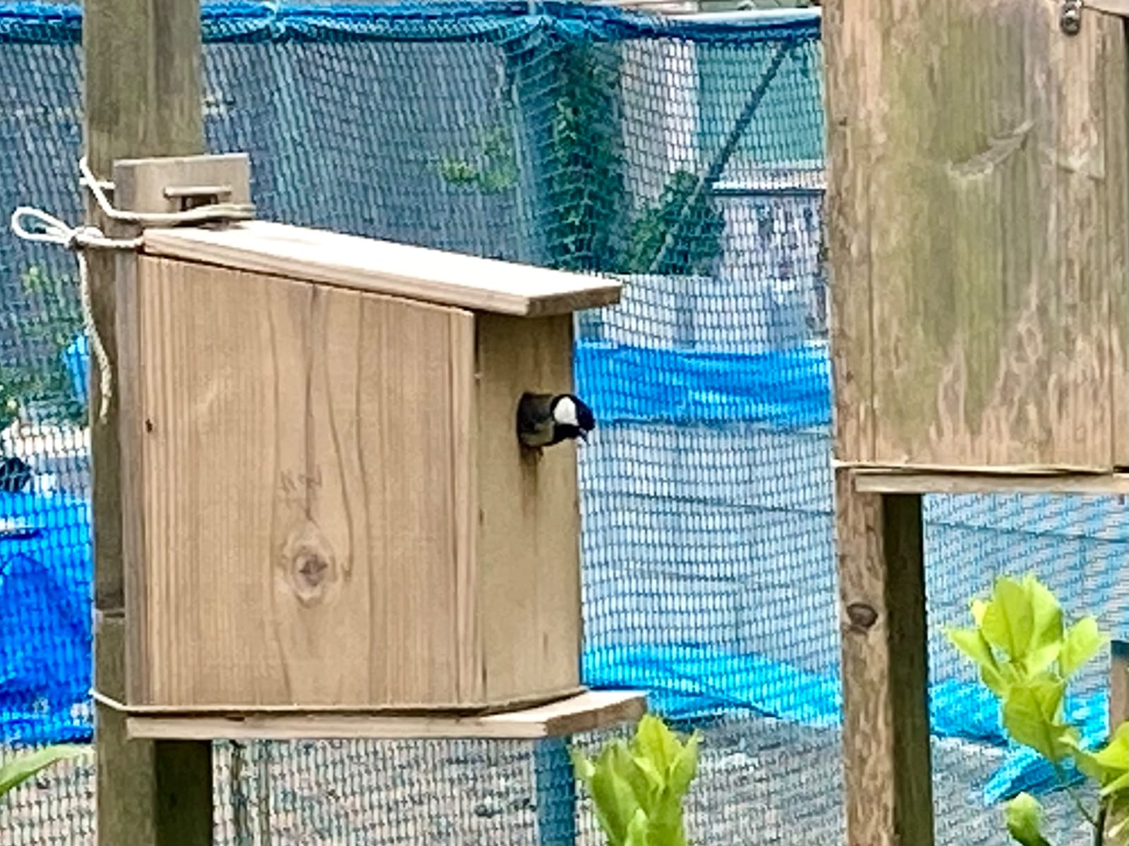 シジュウカラ　二回目始まる