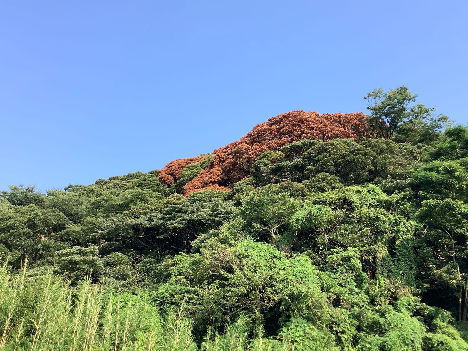 ナラ枯れ鎮静化？
