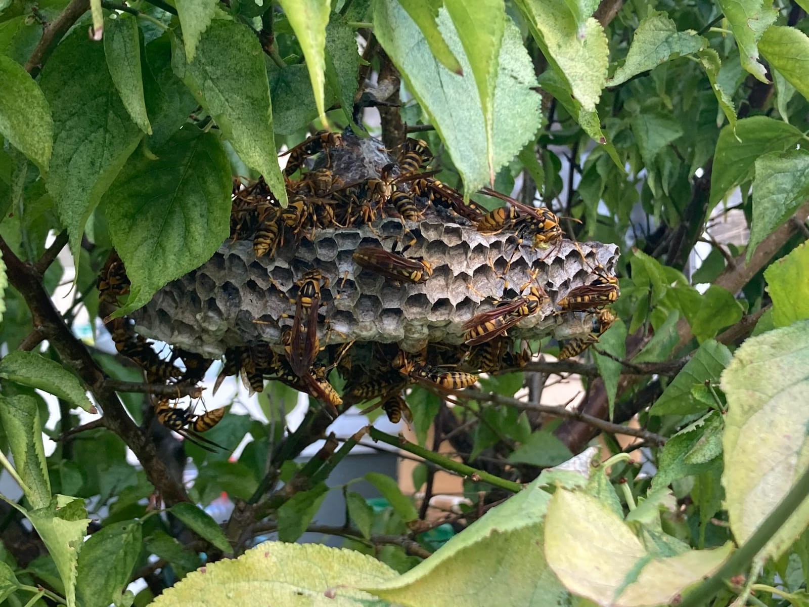 アシナガバチの巣が大きい