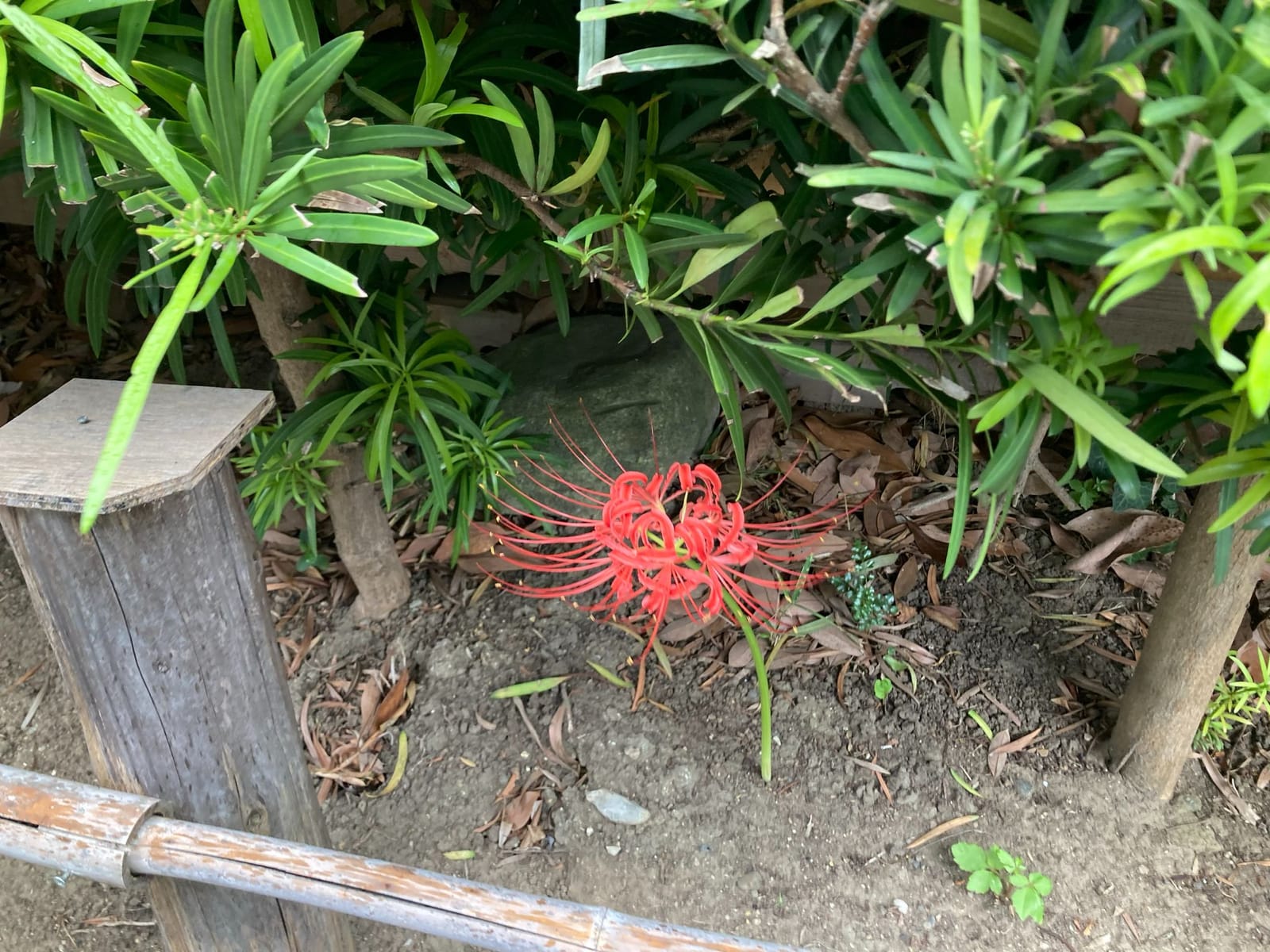 ヒガンバナ
