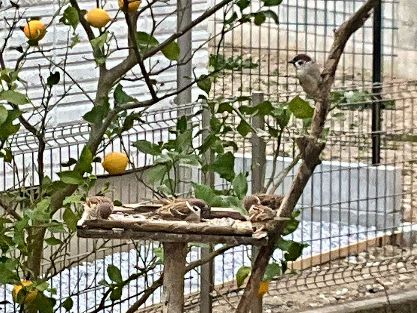 鳥たちが待っている