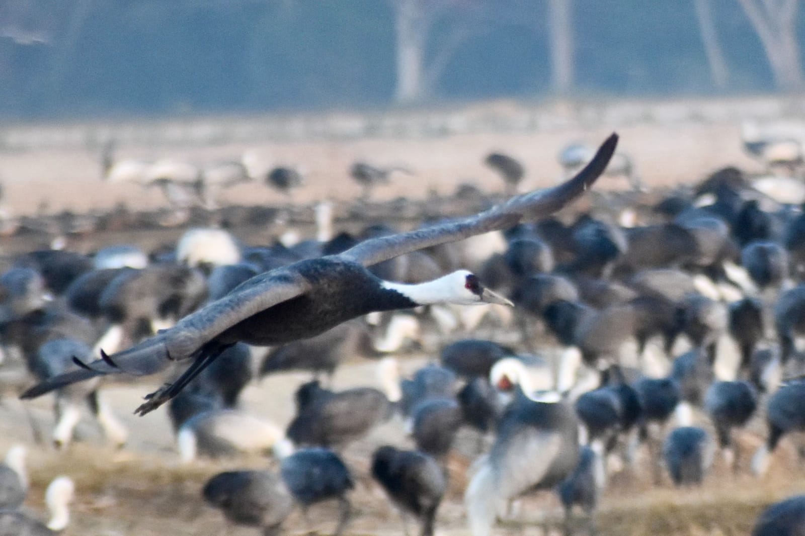 鹿児島の野鳥名所巡り