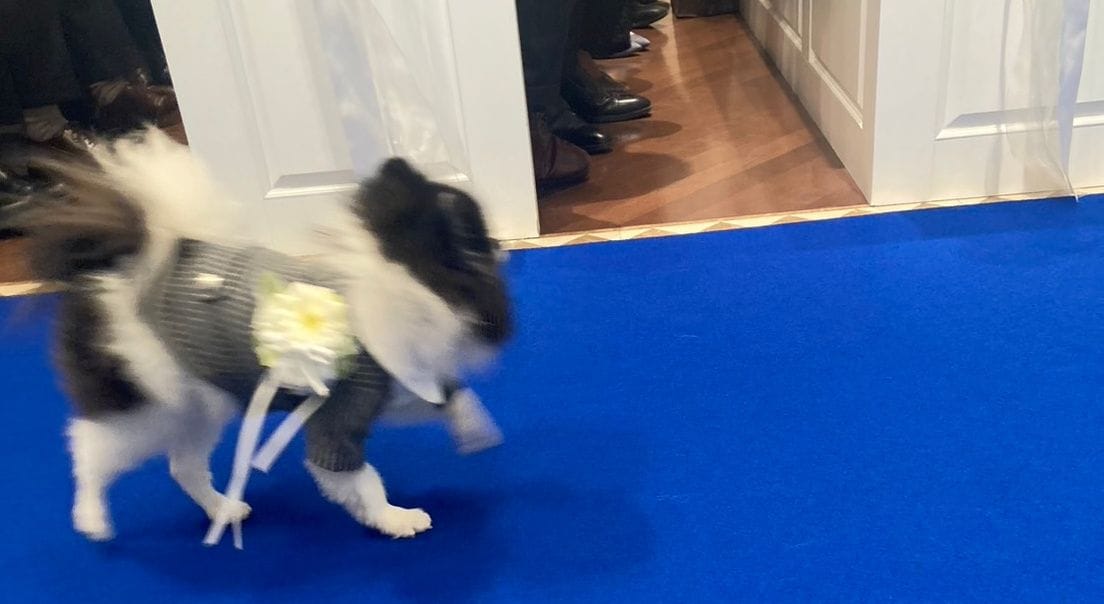 迷子犬はまっすぐ駆けていった