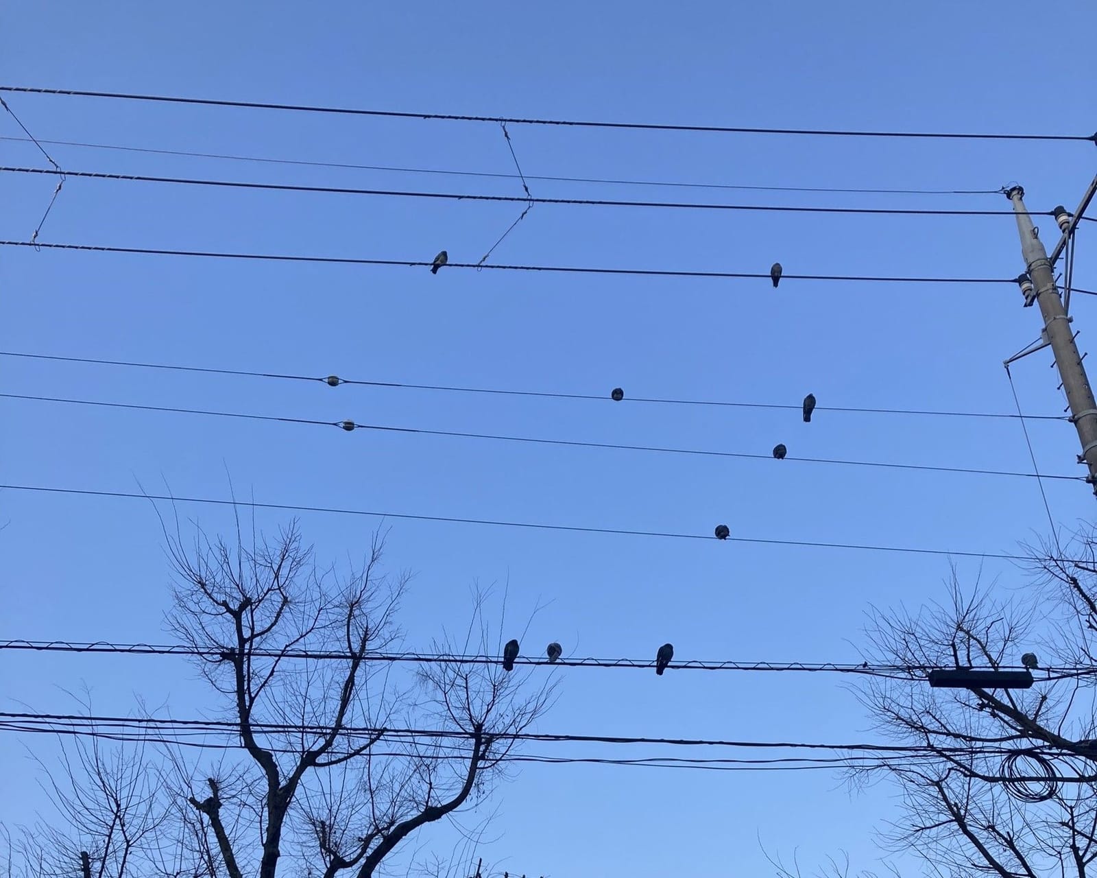 鳩のサイン