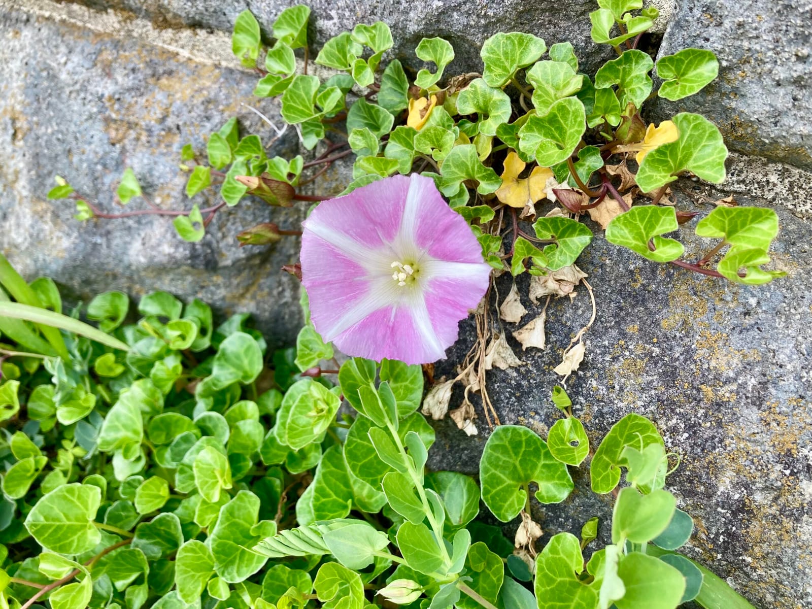 春の花たち