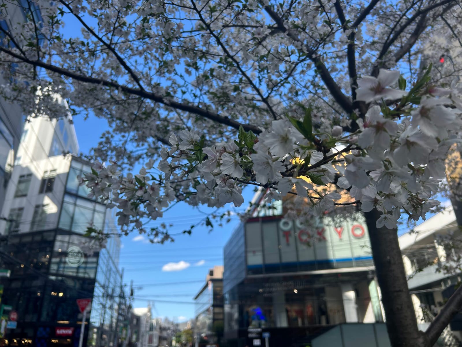 桜がきれい