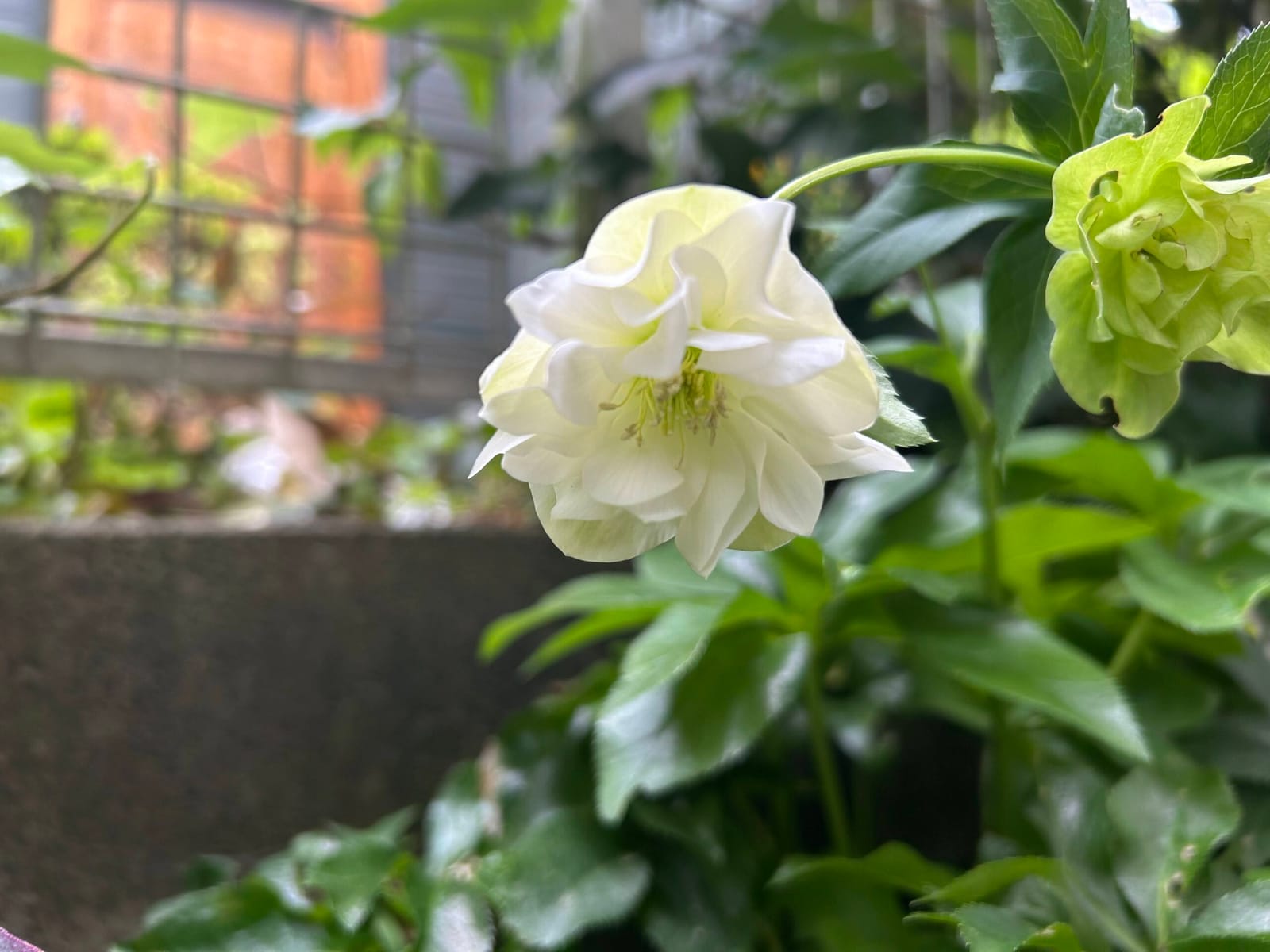 お庭が春になってきた