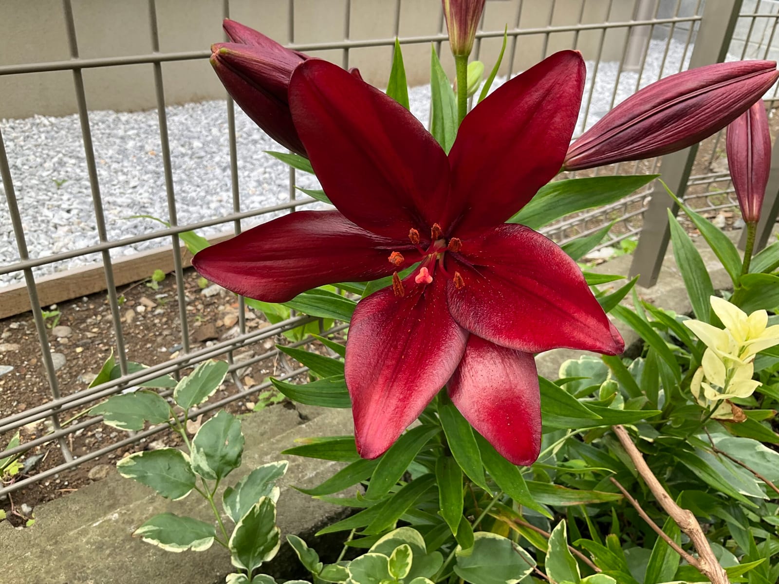 母との時間