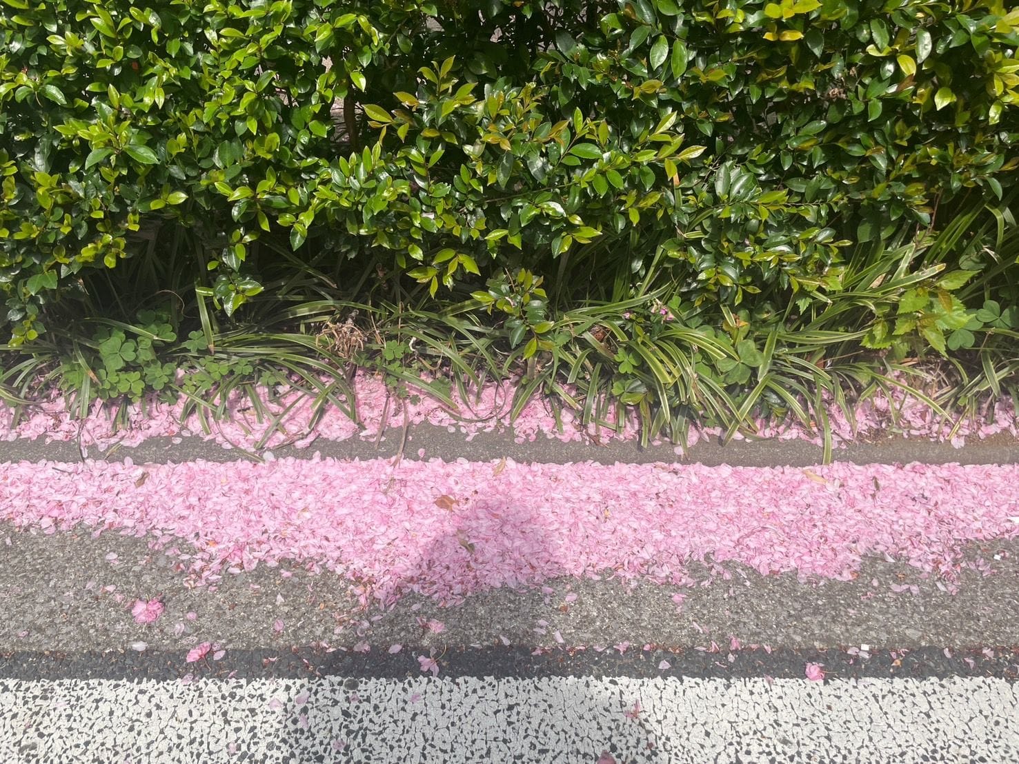 桜も終わりか