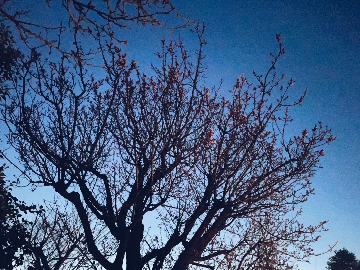 桜よ踏みとどまってくれ