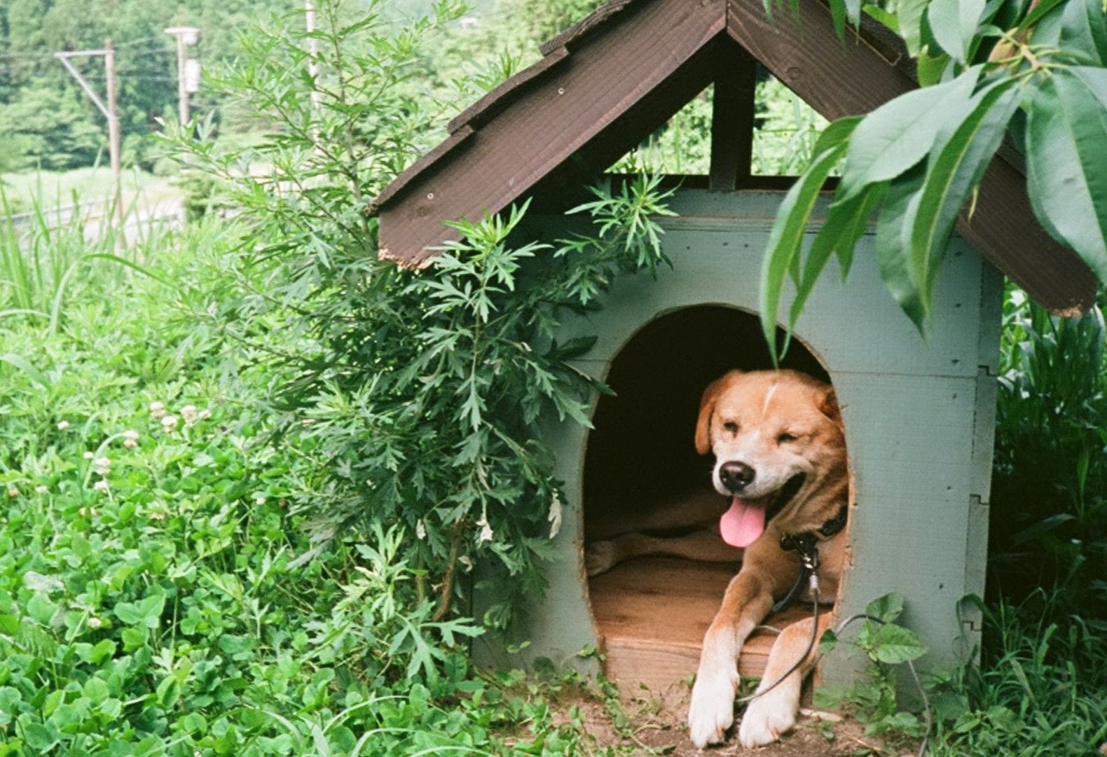 強調スニペット