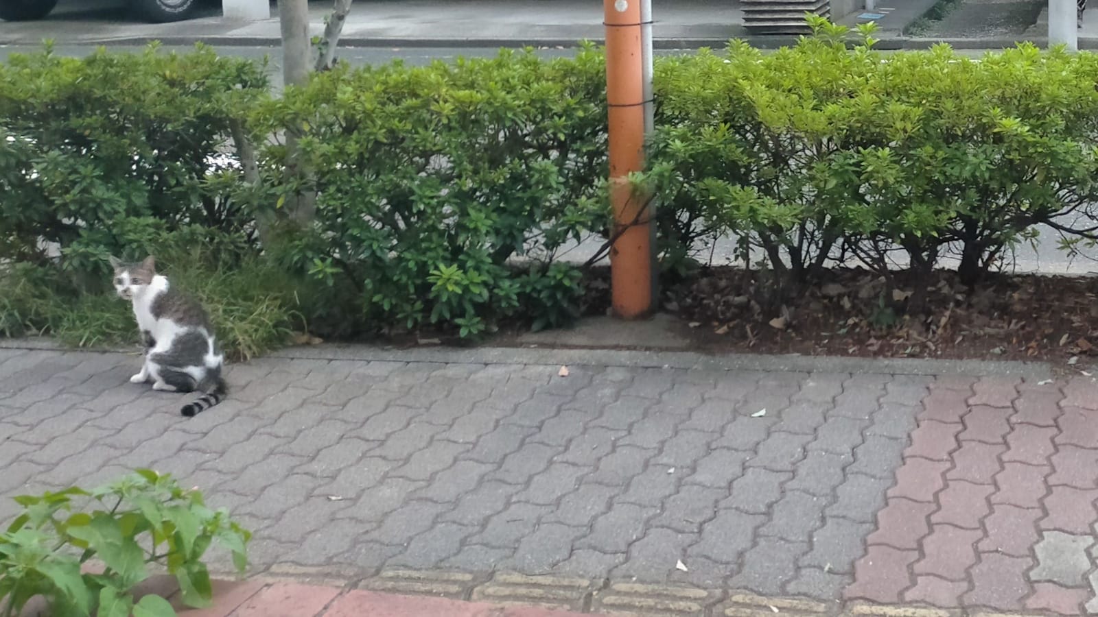 入り際に猫、帰り際に犬