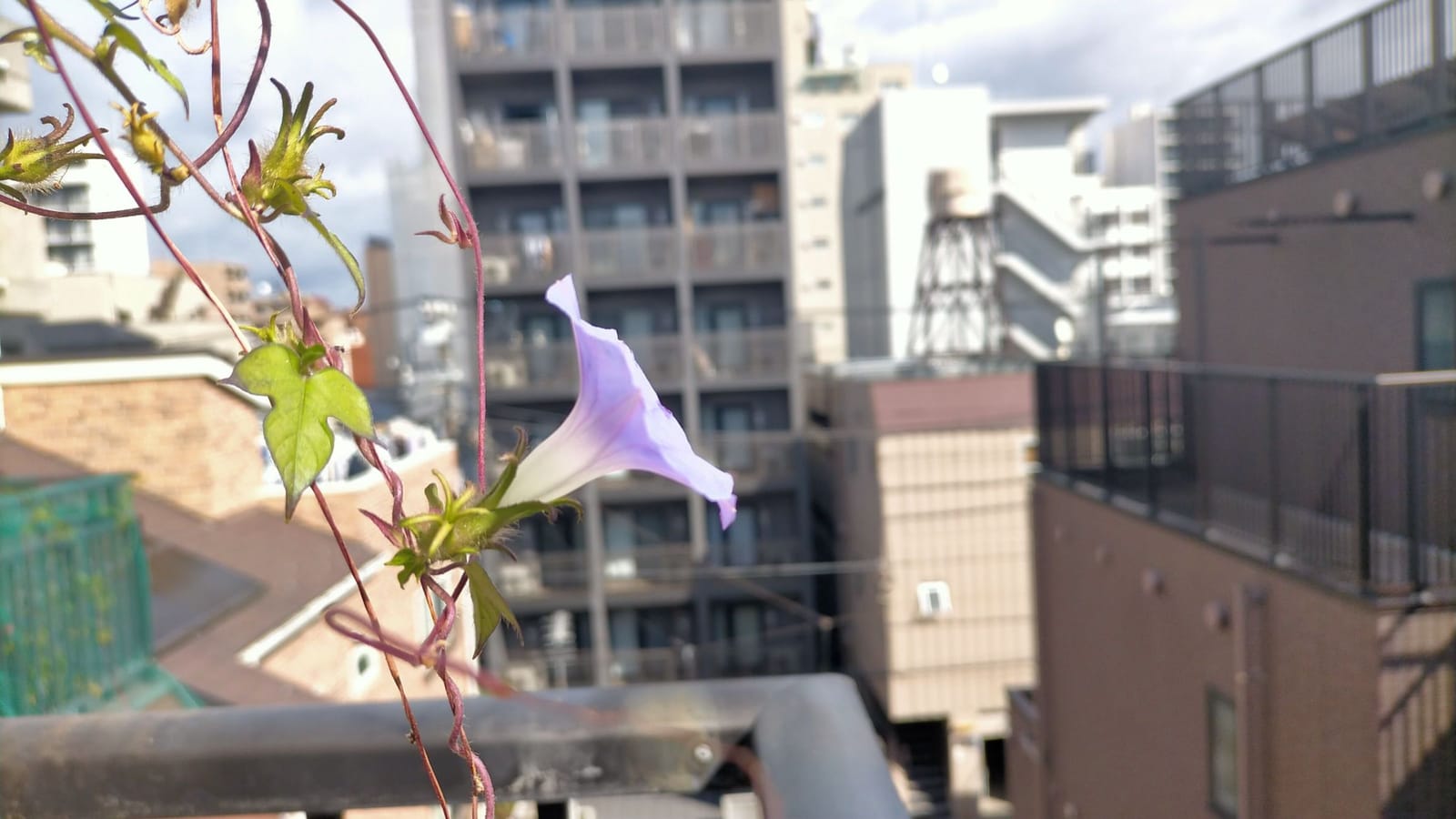 秋の朝 顔を出す君