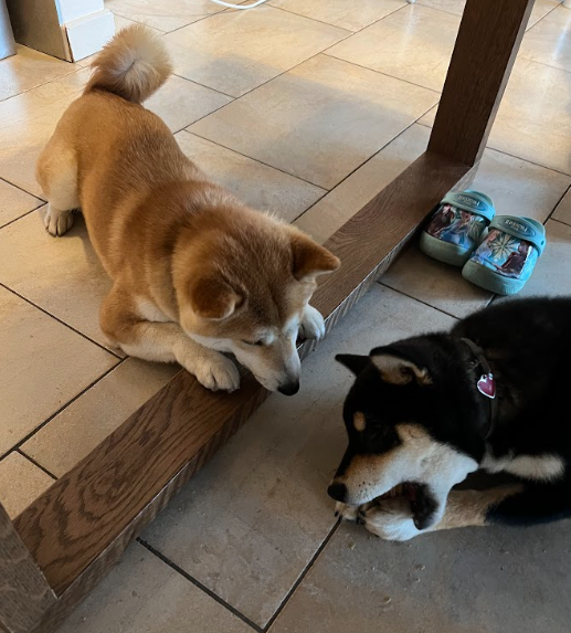 treat