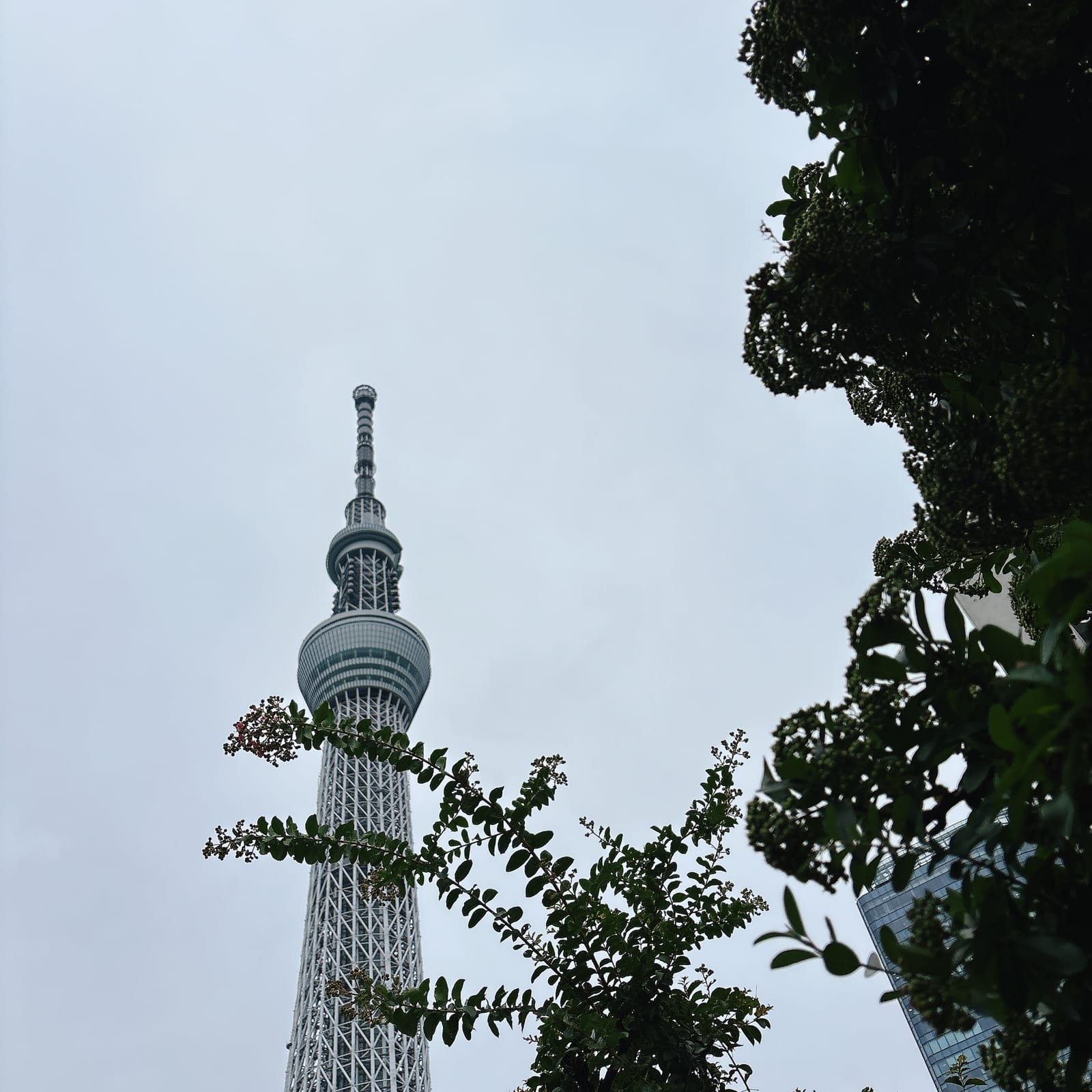 曇天の金曜と女性脳