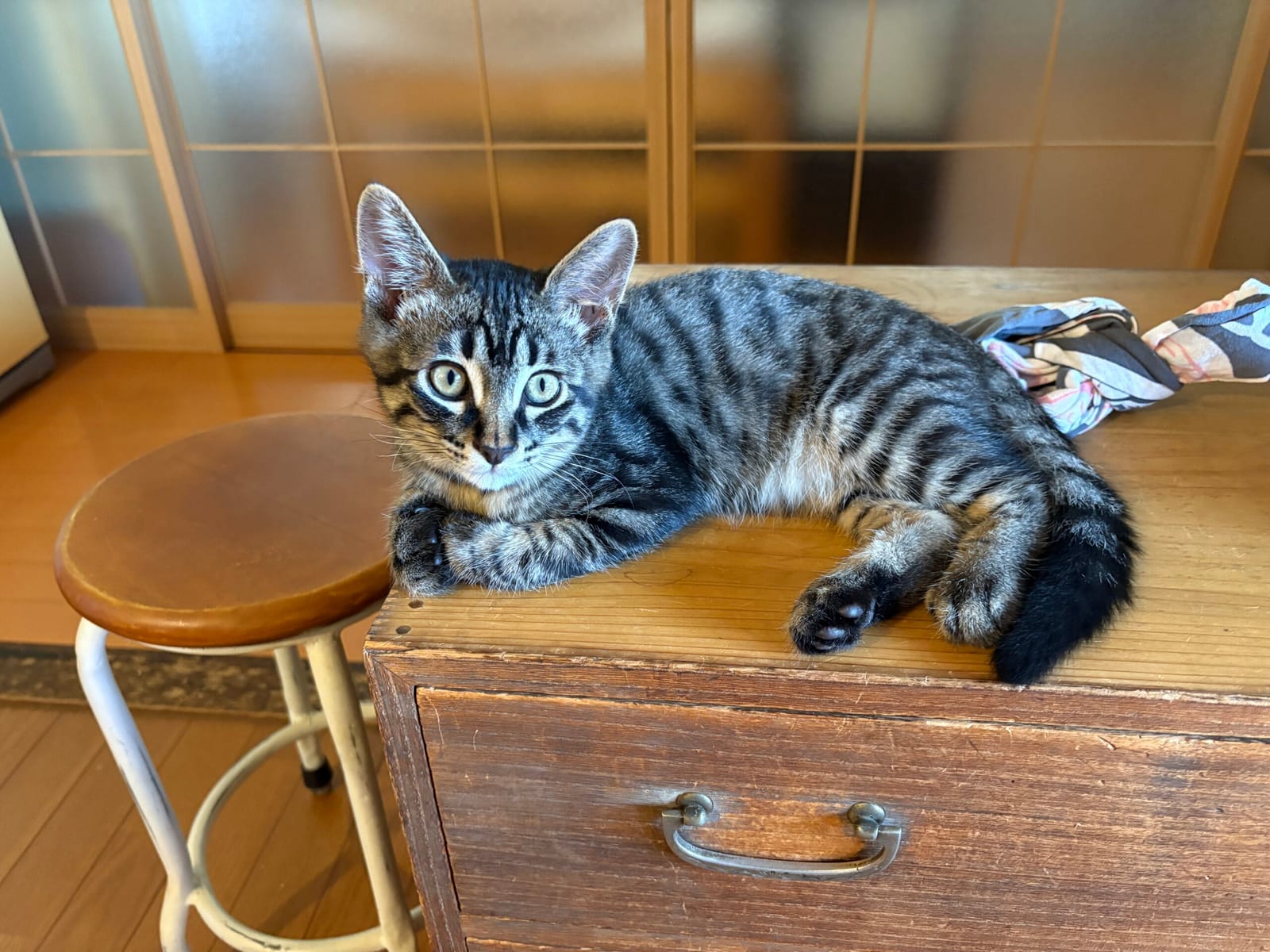 猫アレルギー
