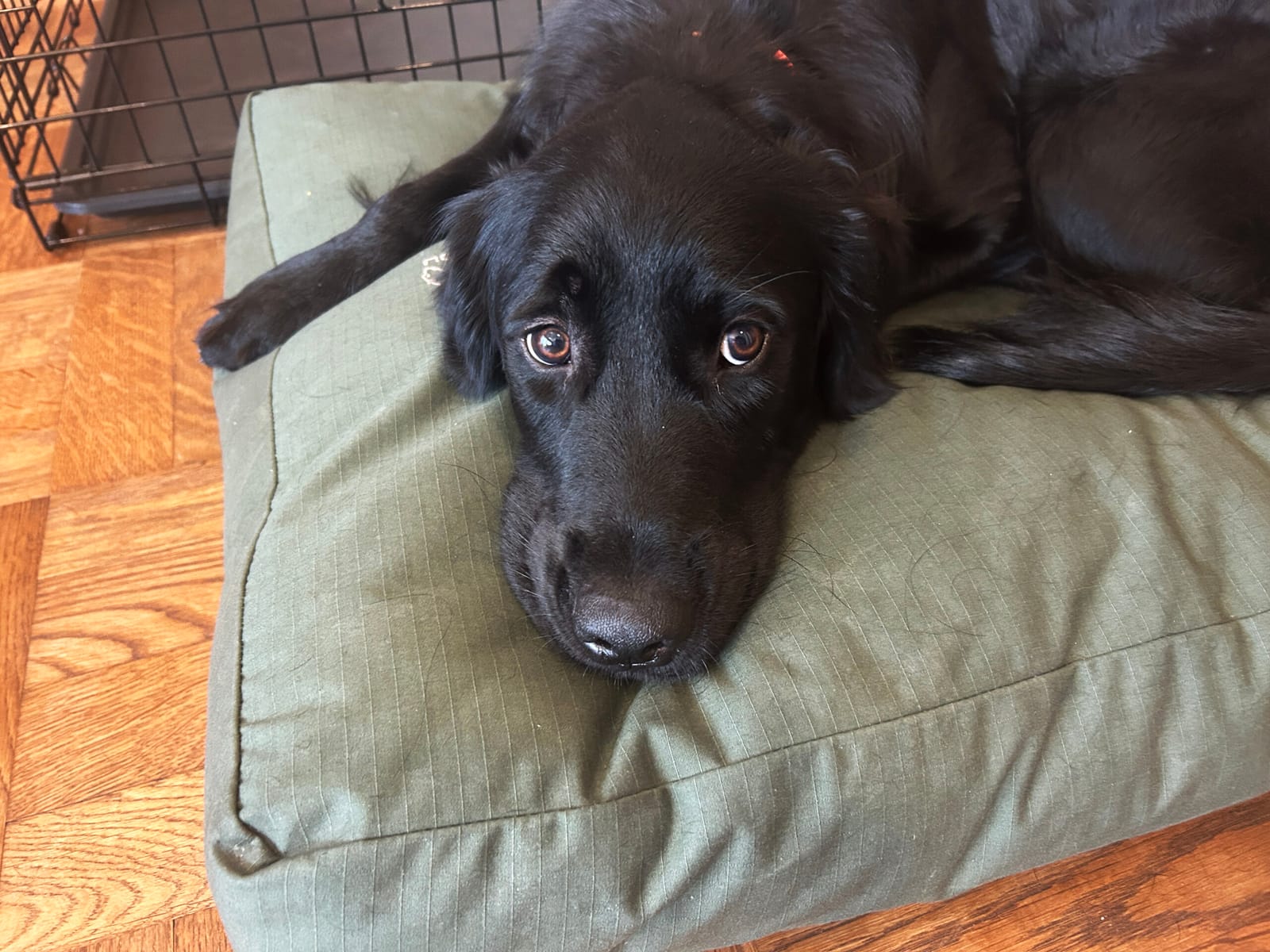 ¥13,200 DOG BED（NORDISC）