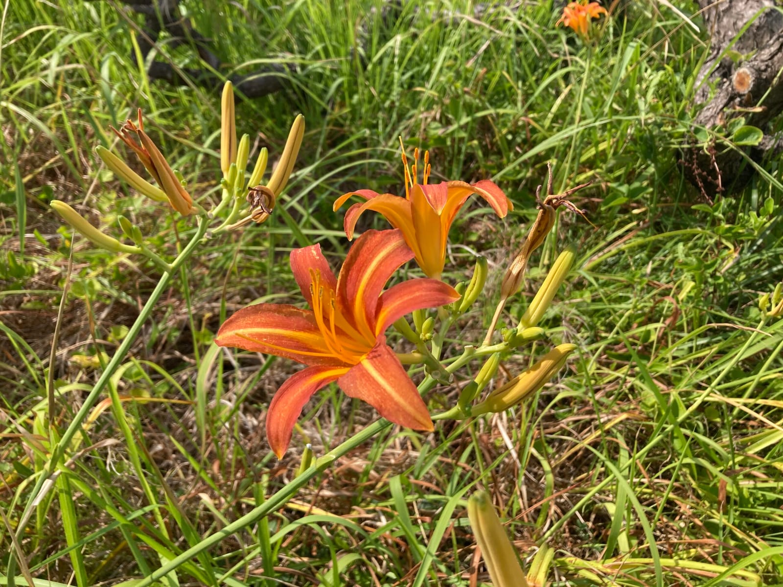 夏の折り返し