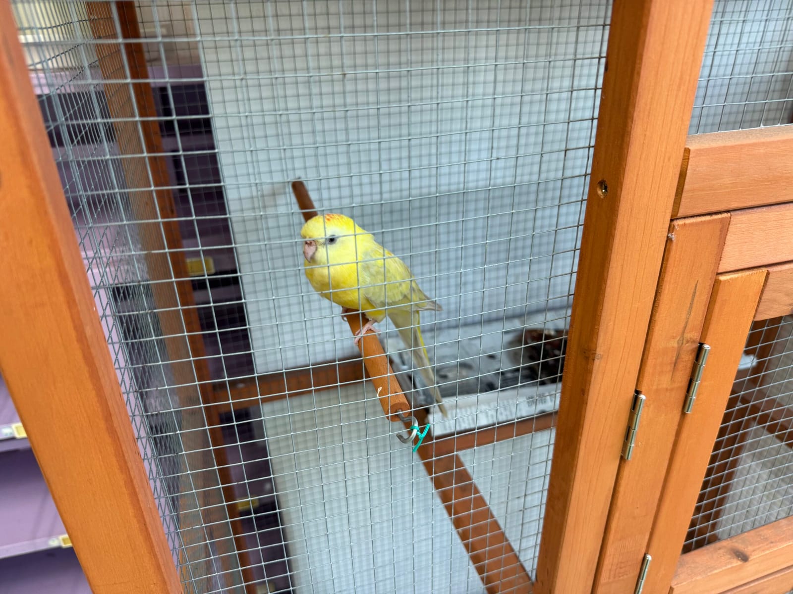 ぴーちゃん