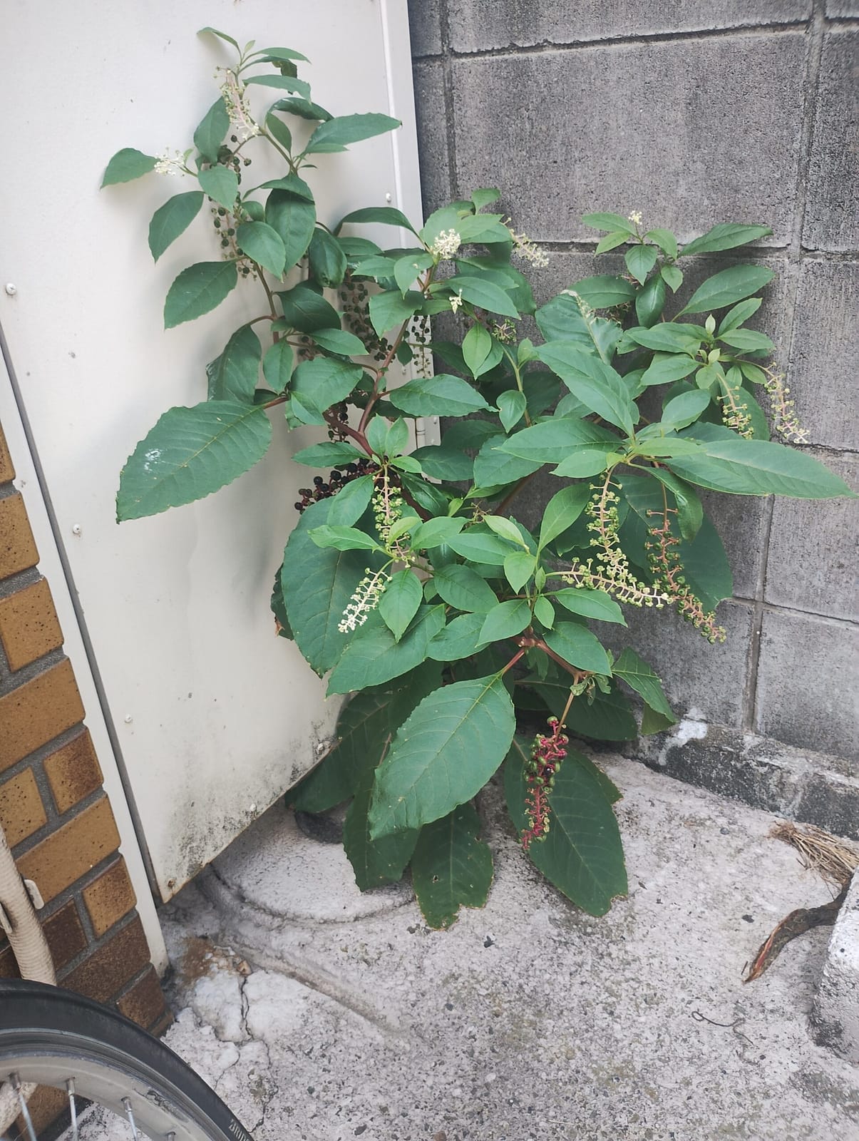 私の根っこ（しいたけ占いより）