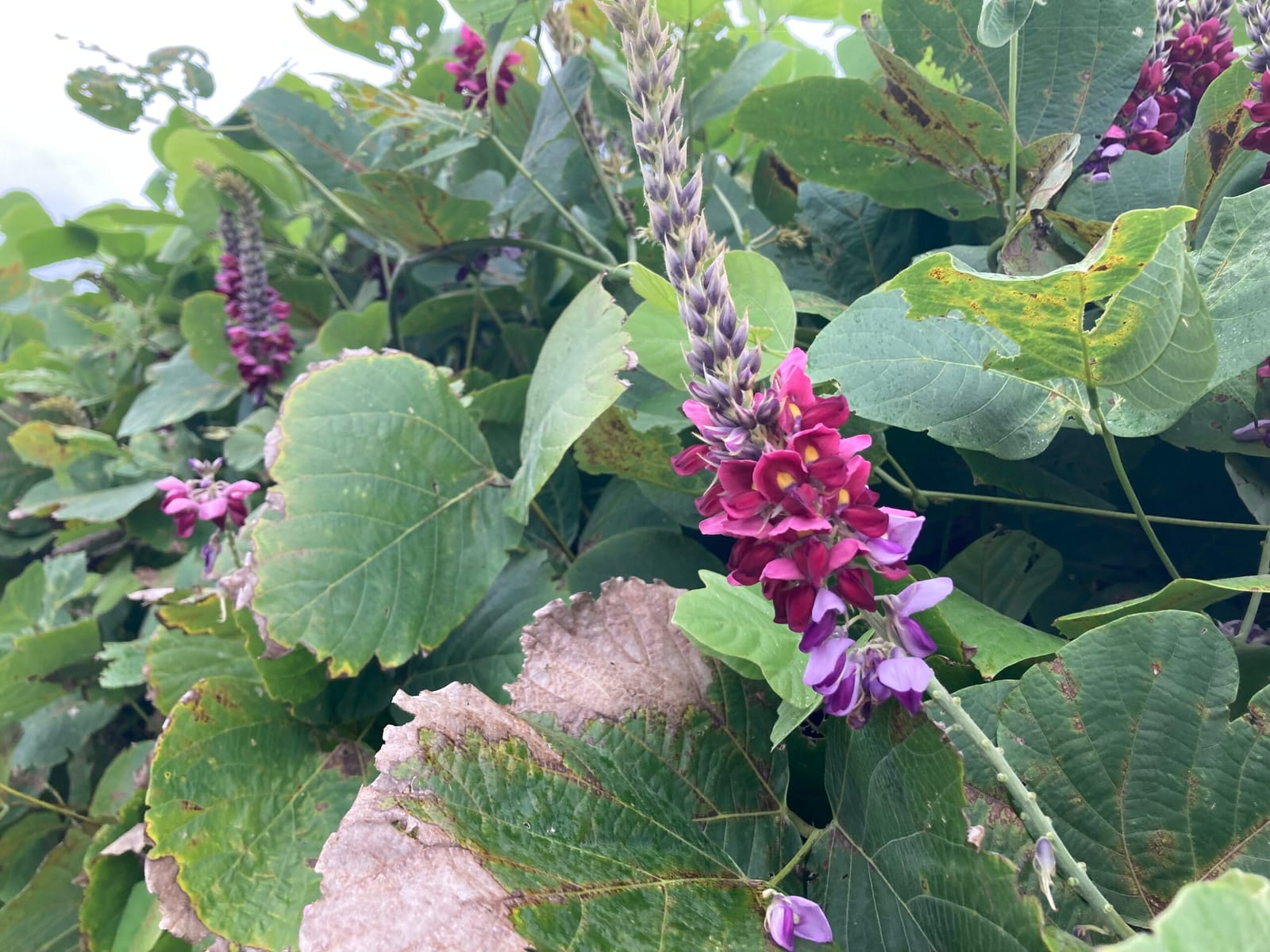 クズの花