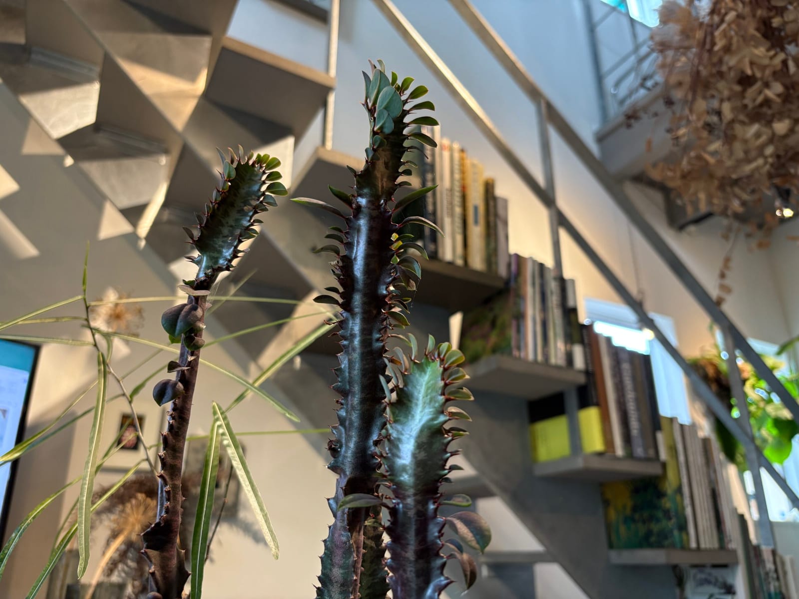 開店祝の植物