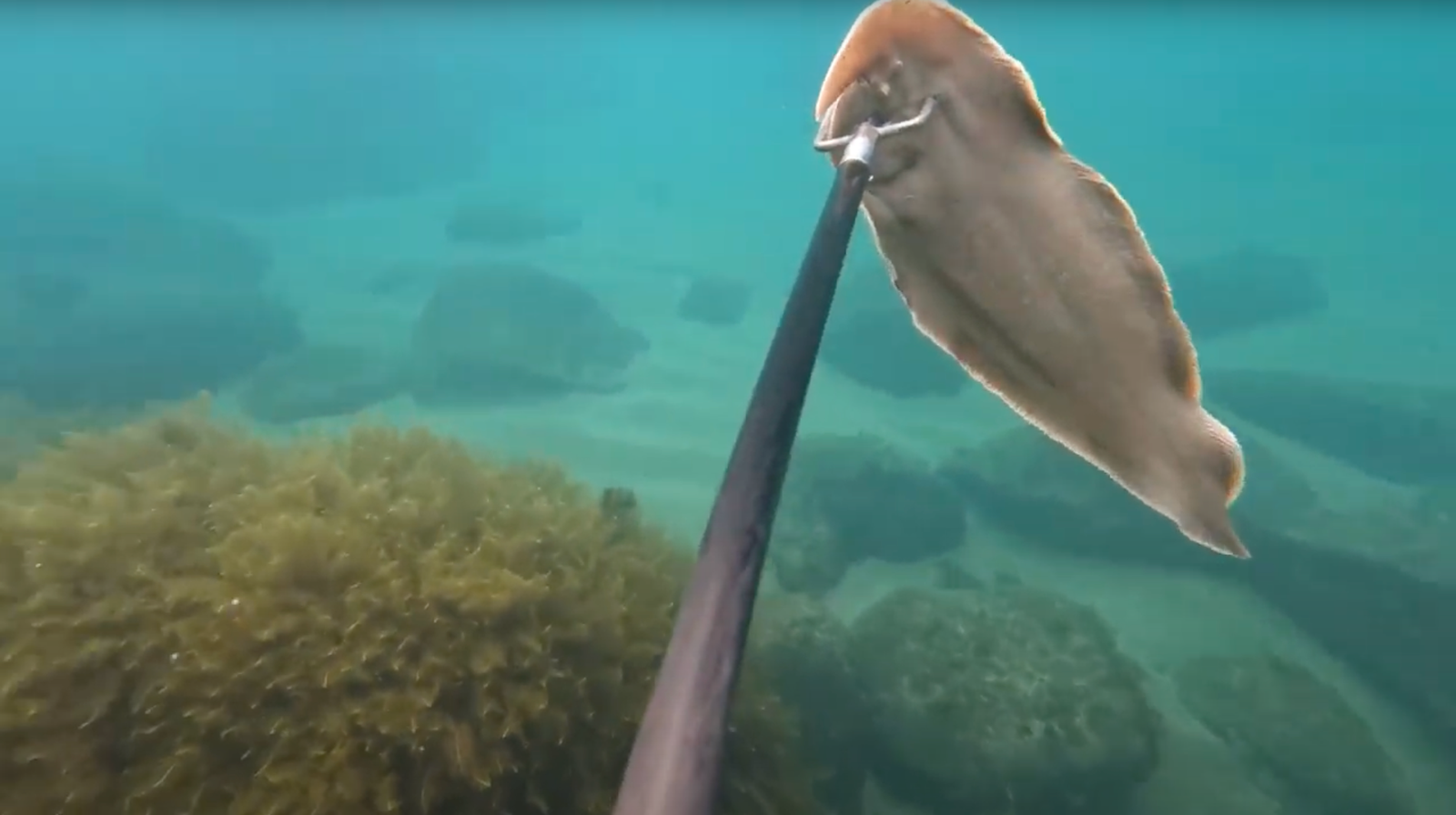魚突き