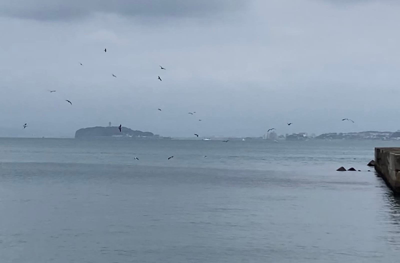 冬鳥飛来