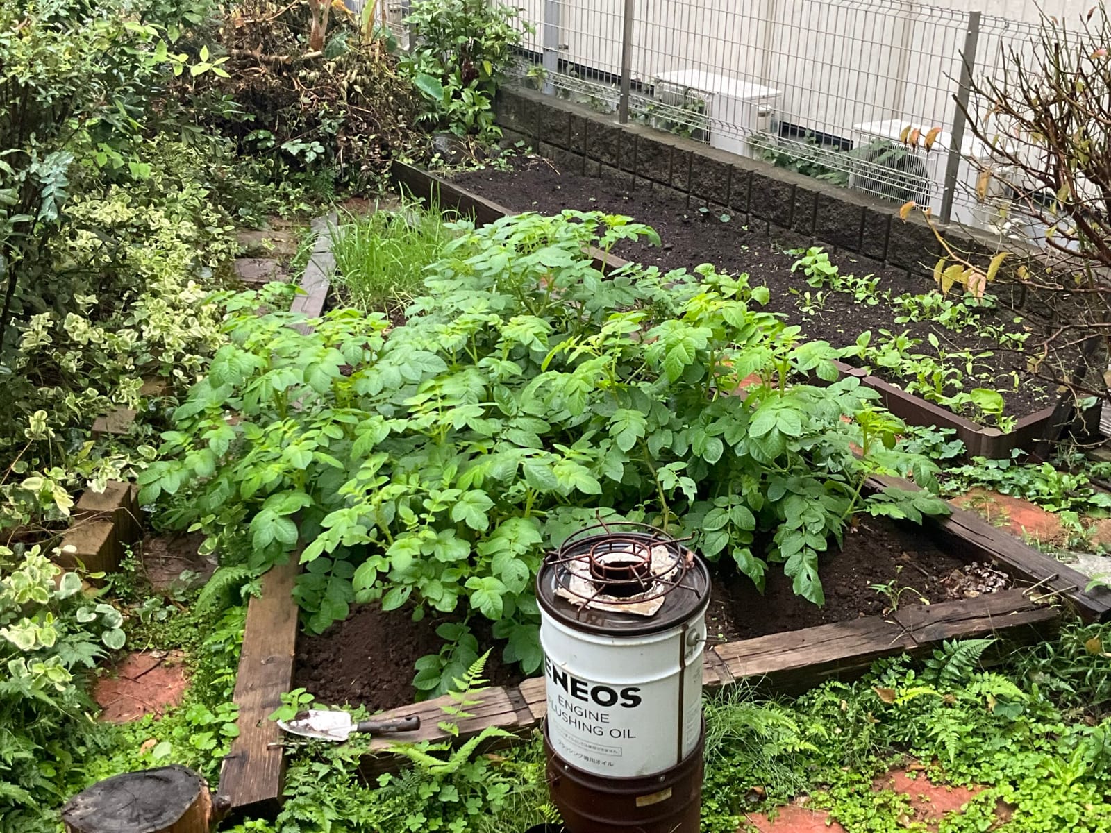 アイマサリ