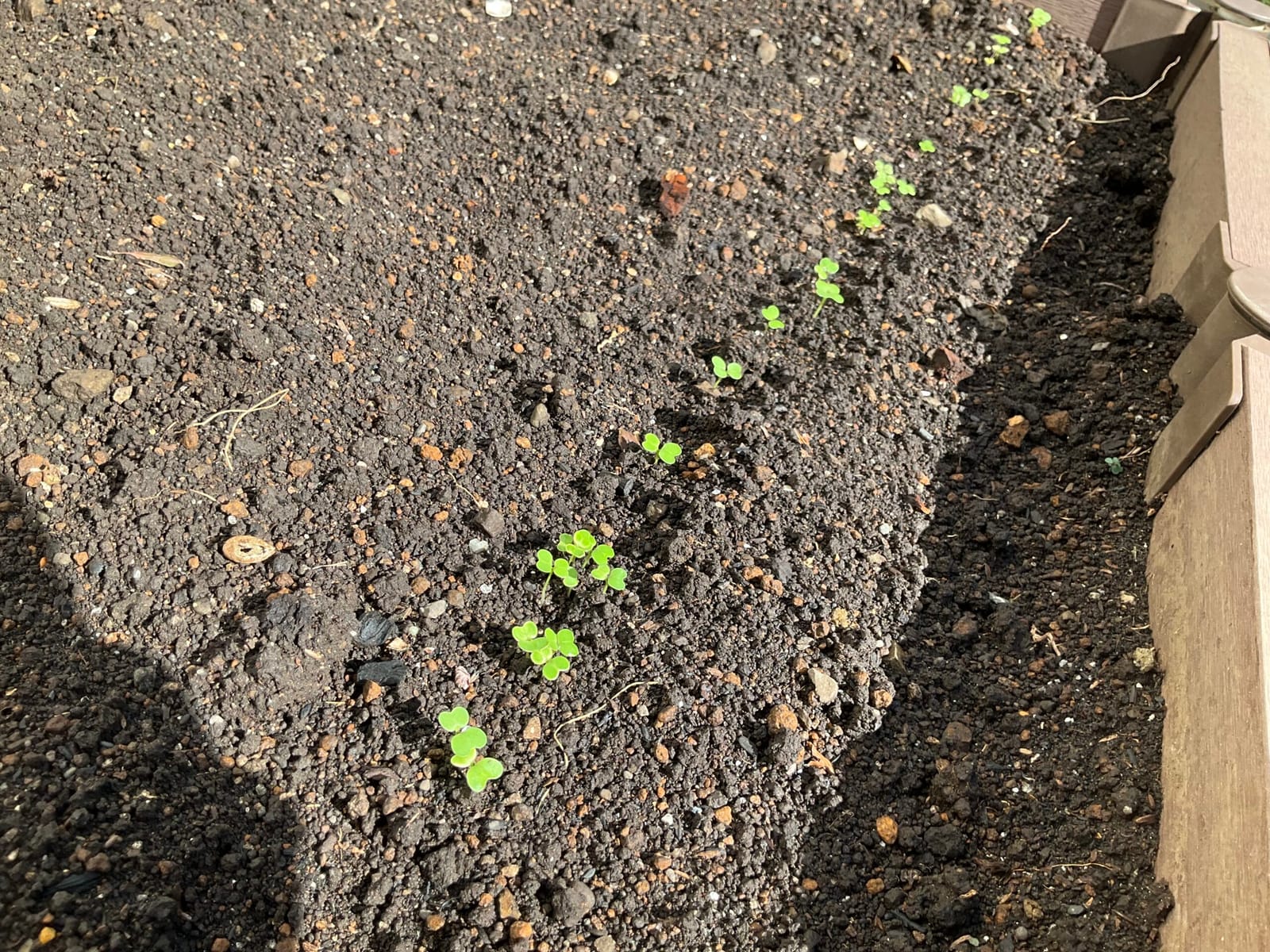 発芽