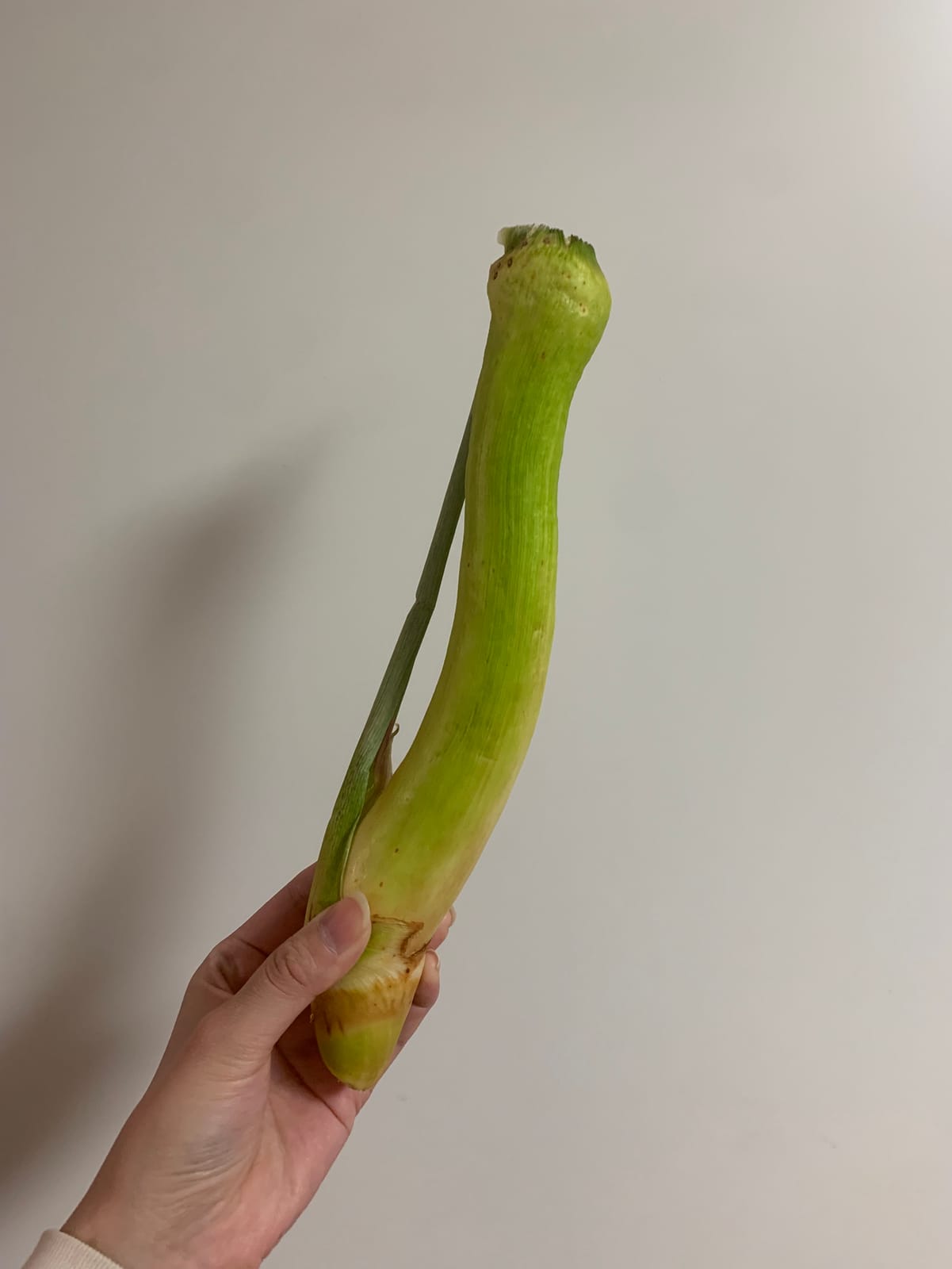 マコモダケ