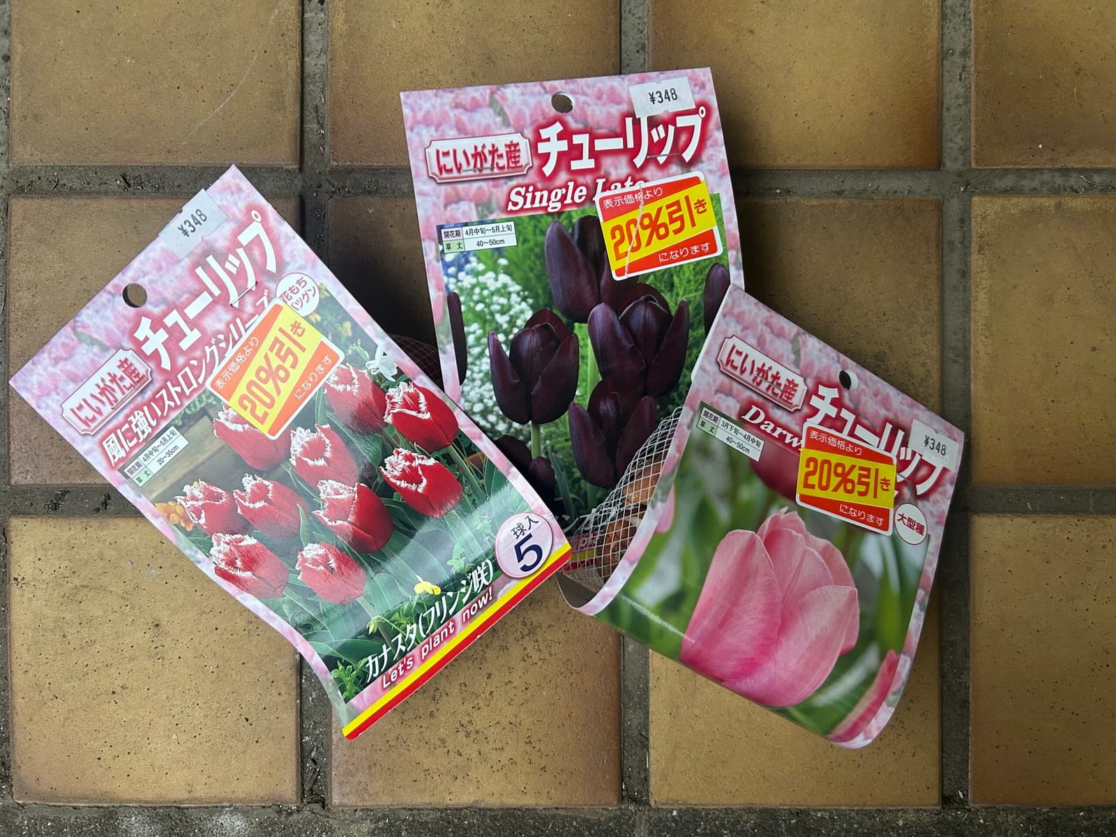 チューリップお値引きです！