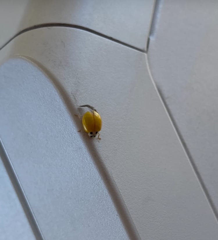 なんだチミは