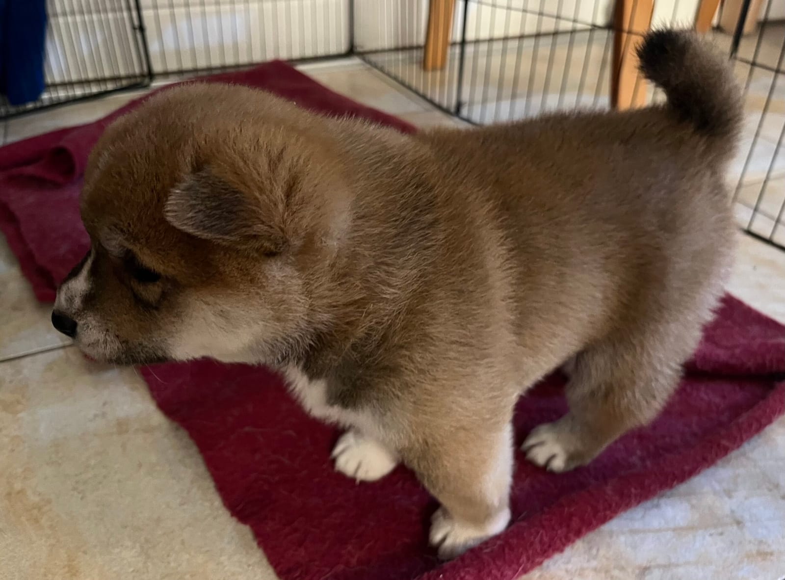 puppies bustling around