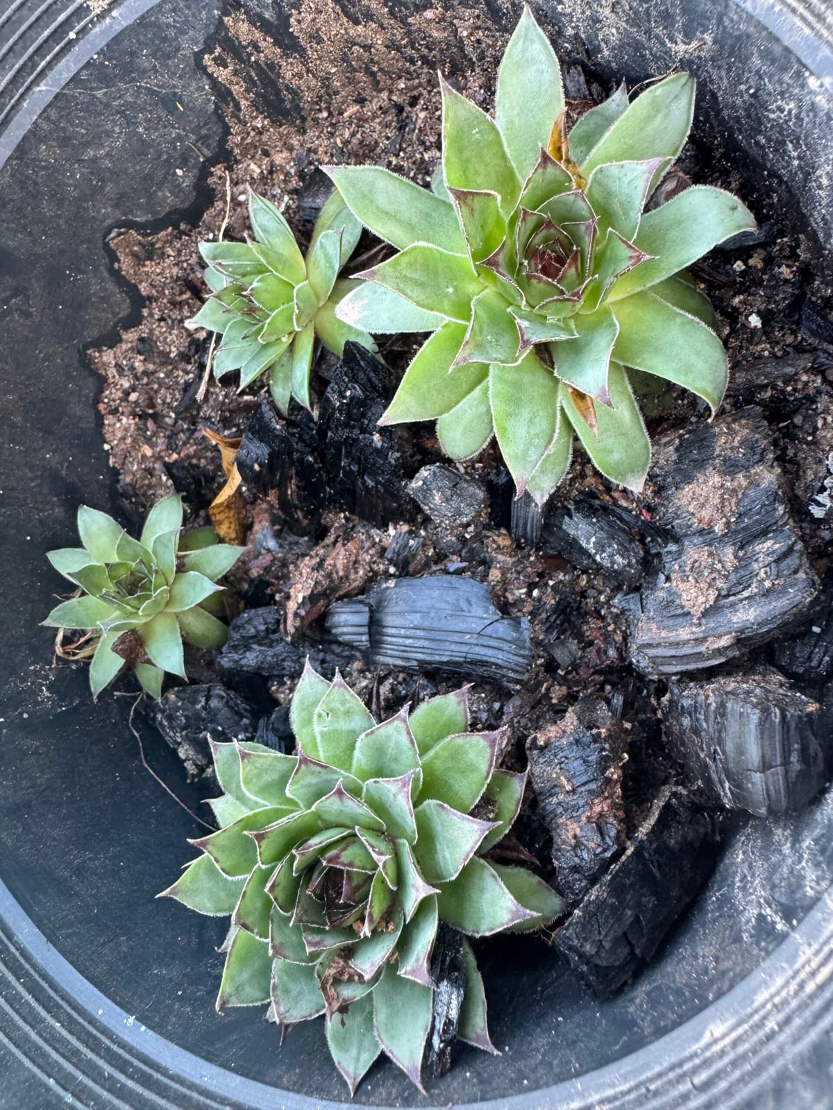 Plantas y Maluk