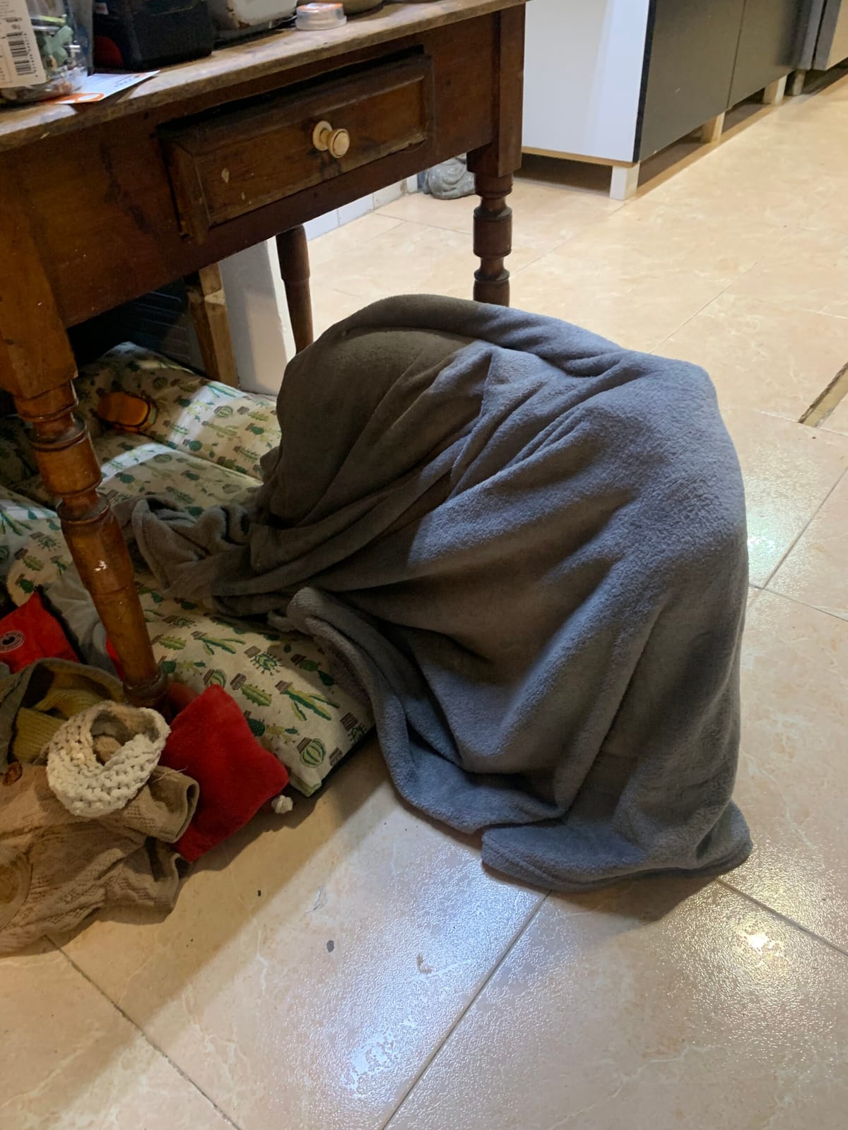 Ethan, perros y turrones