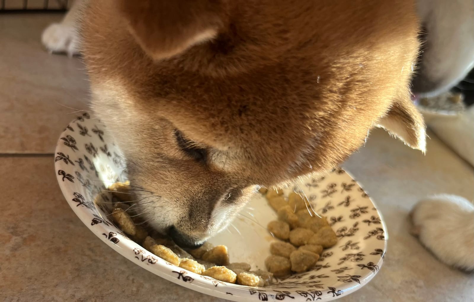 weaning puppies