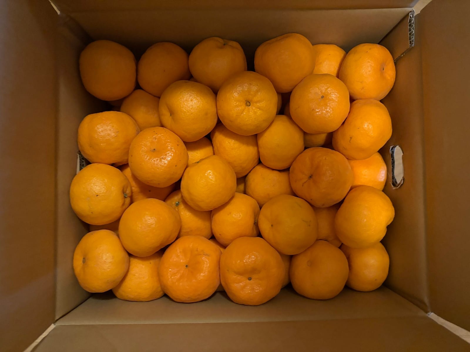 伊豆よりポンカン届く