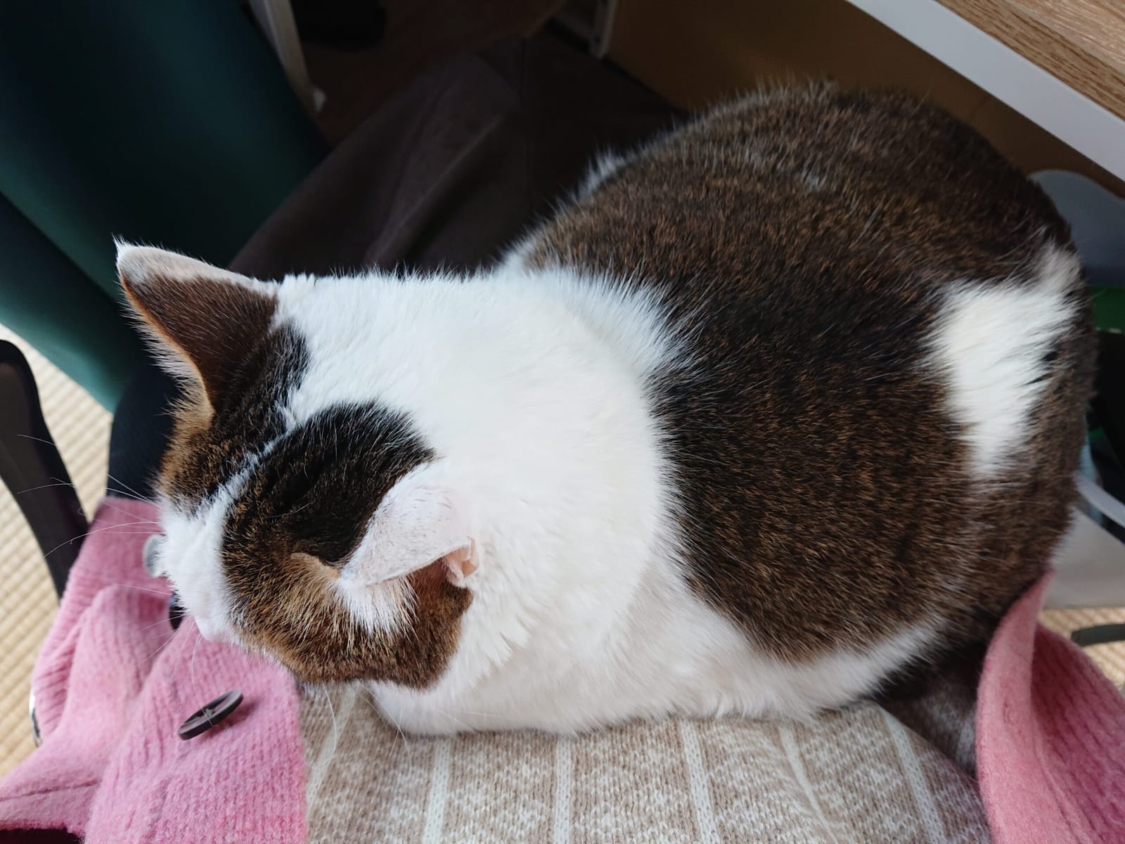 膝に猫。