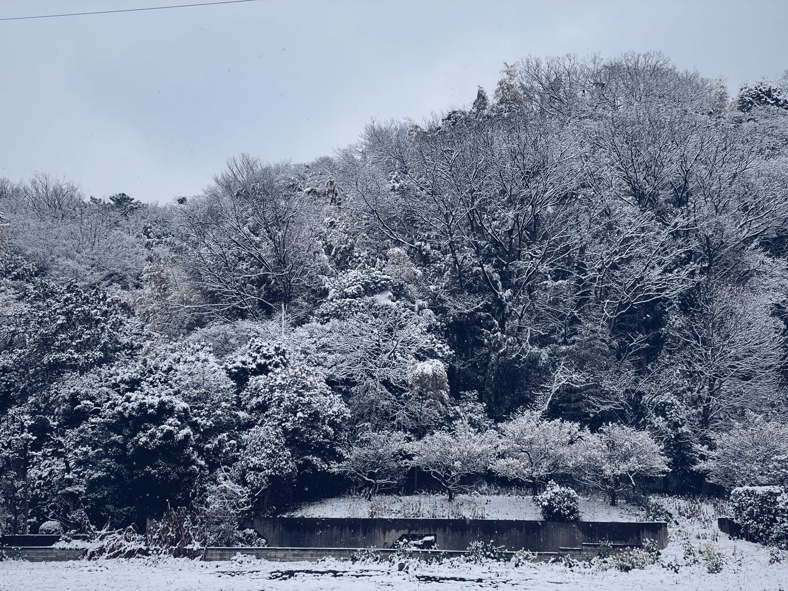 雪の日曜
