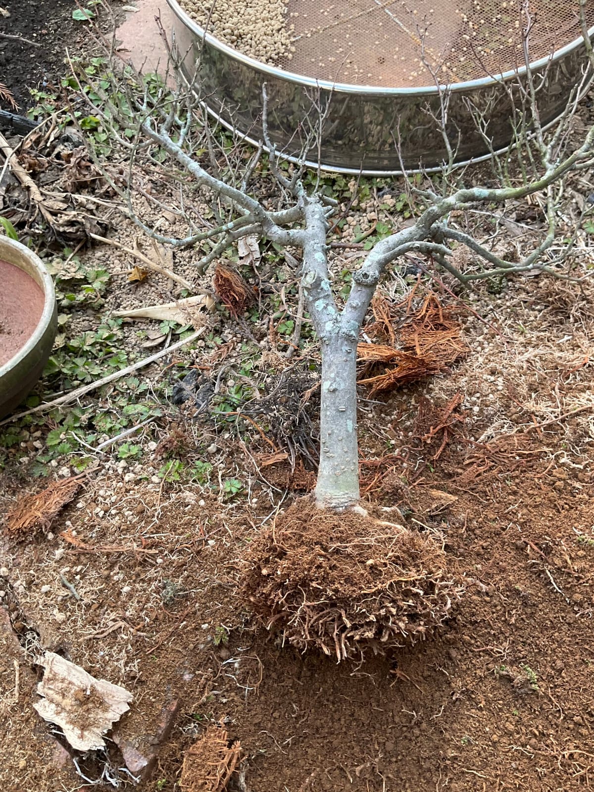 盆栽の植え替え