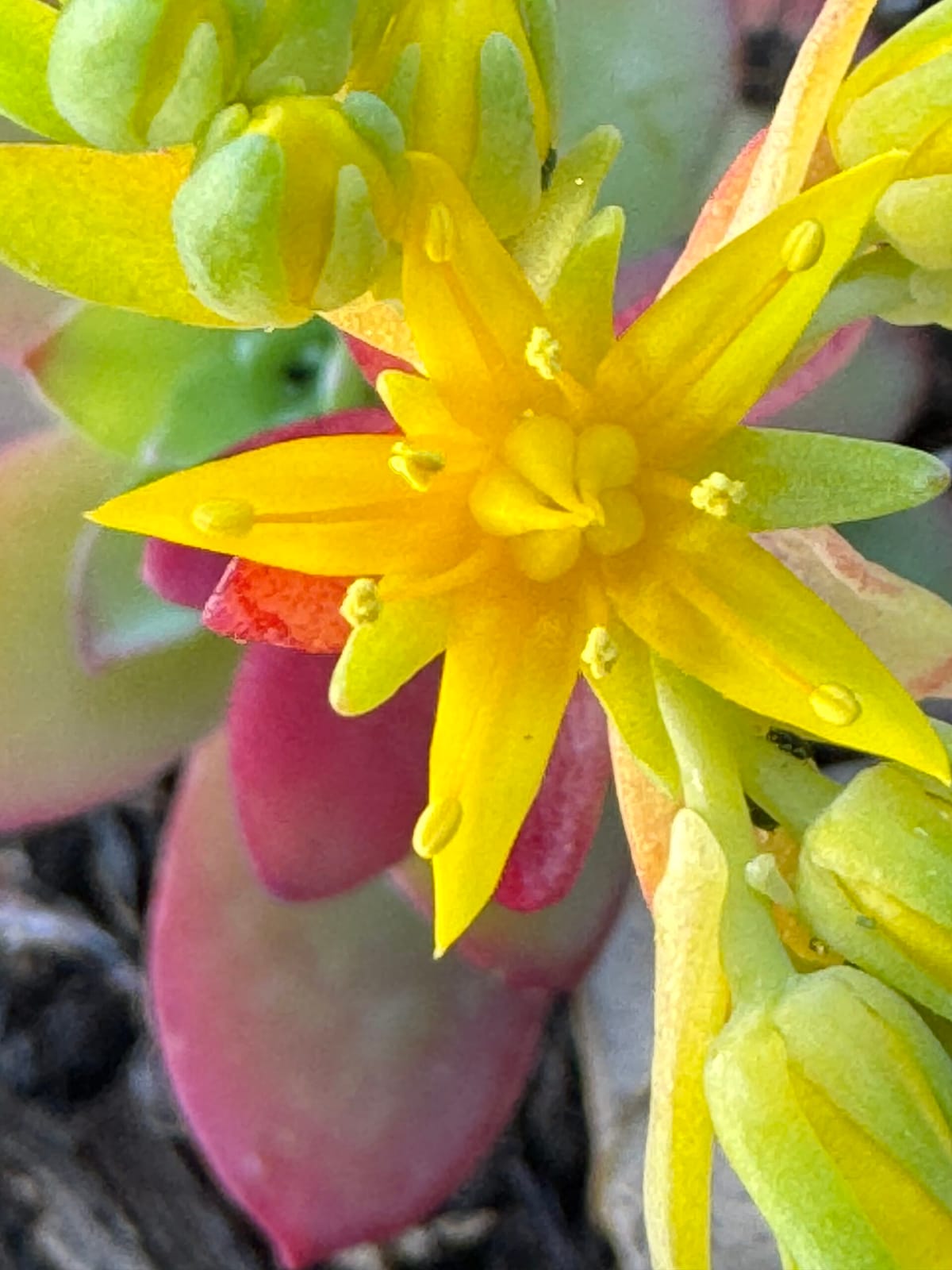 Belleza