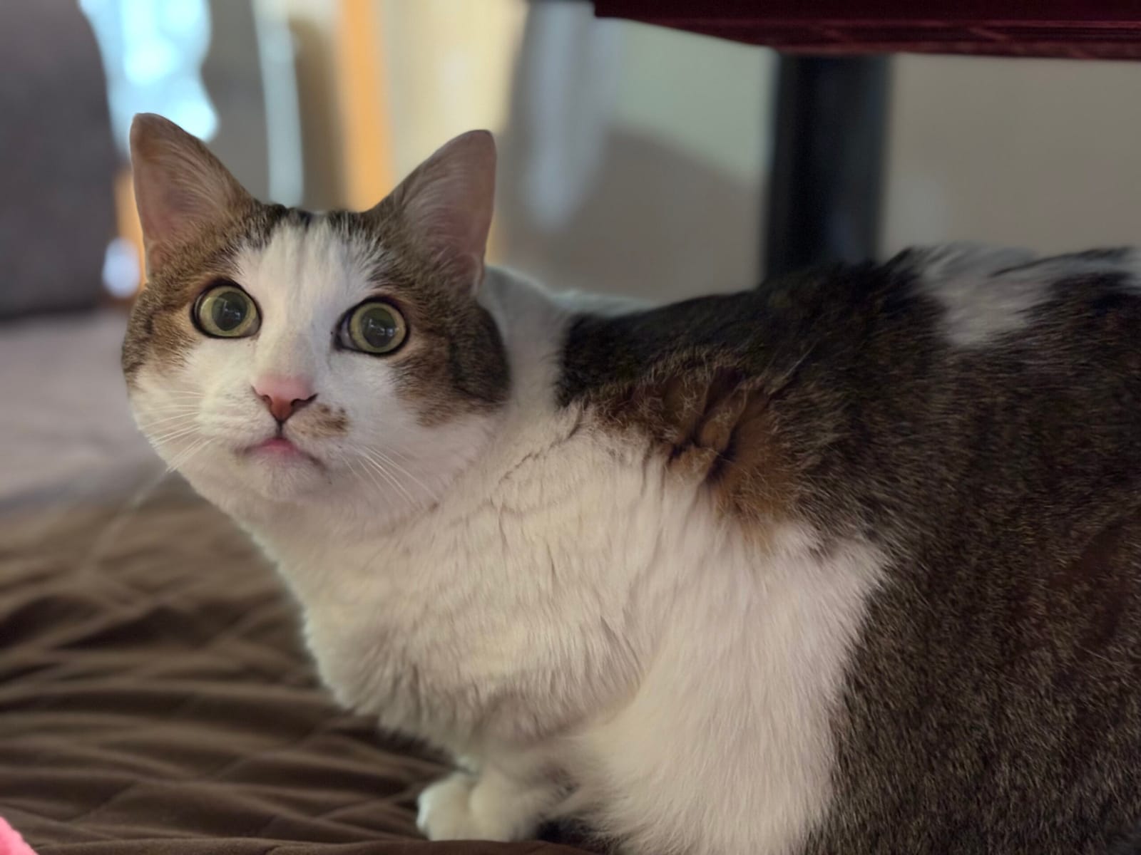 猫との暮らし