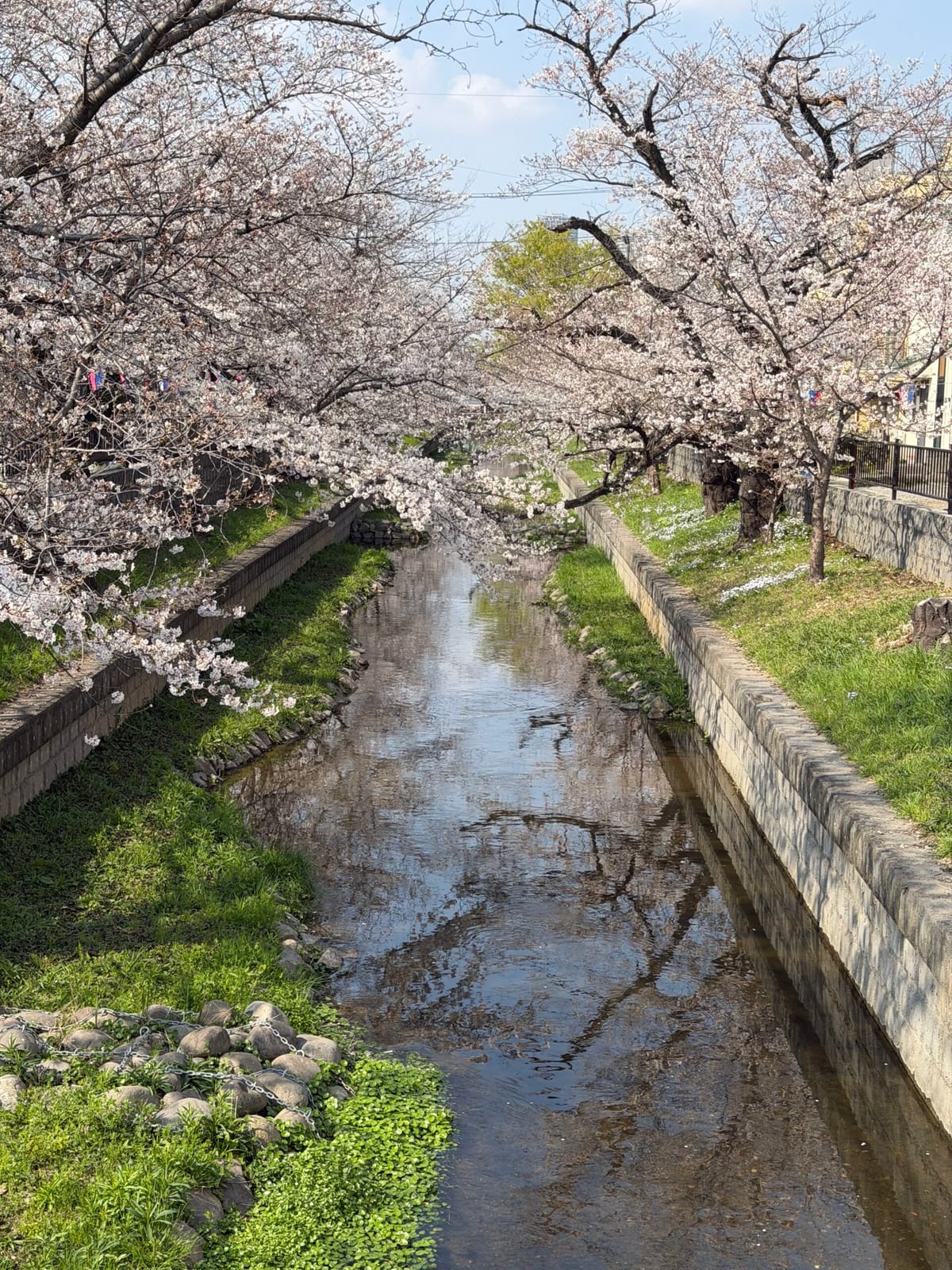 続・花見の日曜