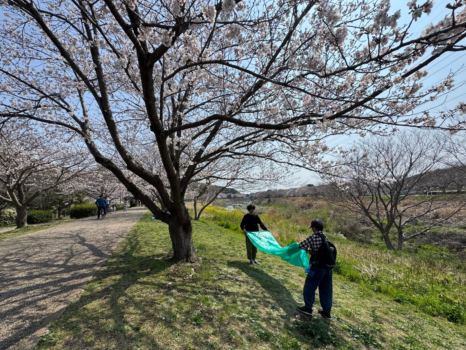 桜の木の下、例のことをサクッと息子に