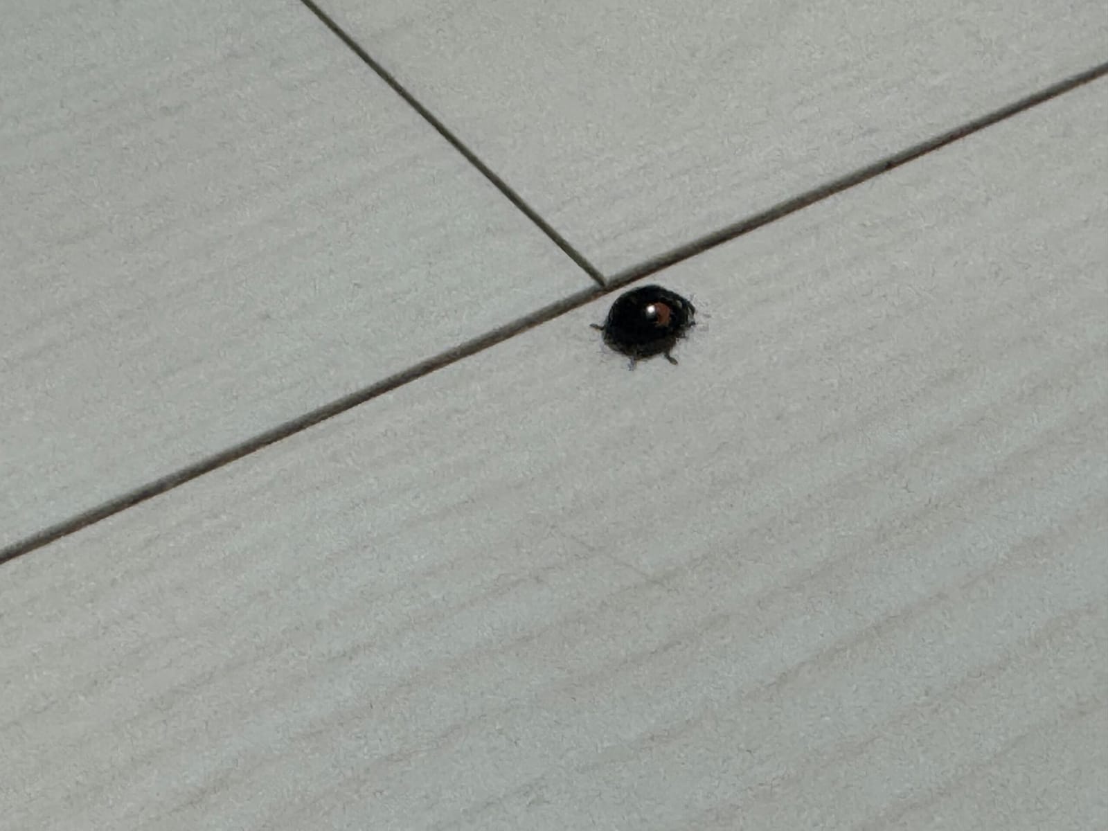 黒い来訪者