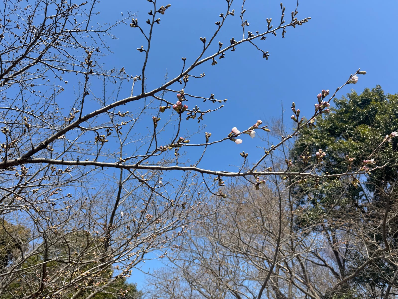 春の雰囲気出てきてる