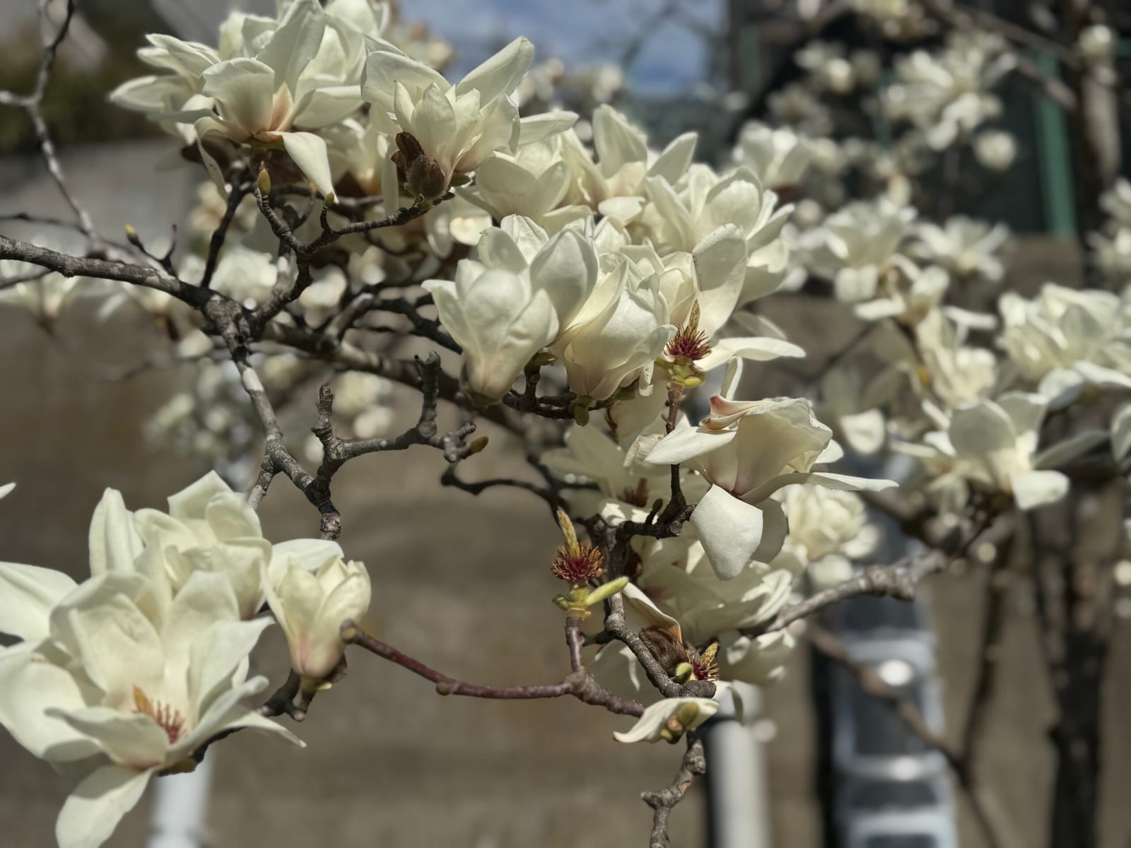 木蓮の花