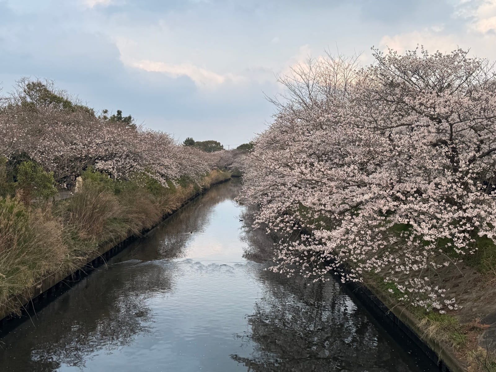 お花見堪能