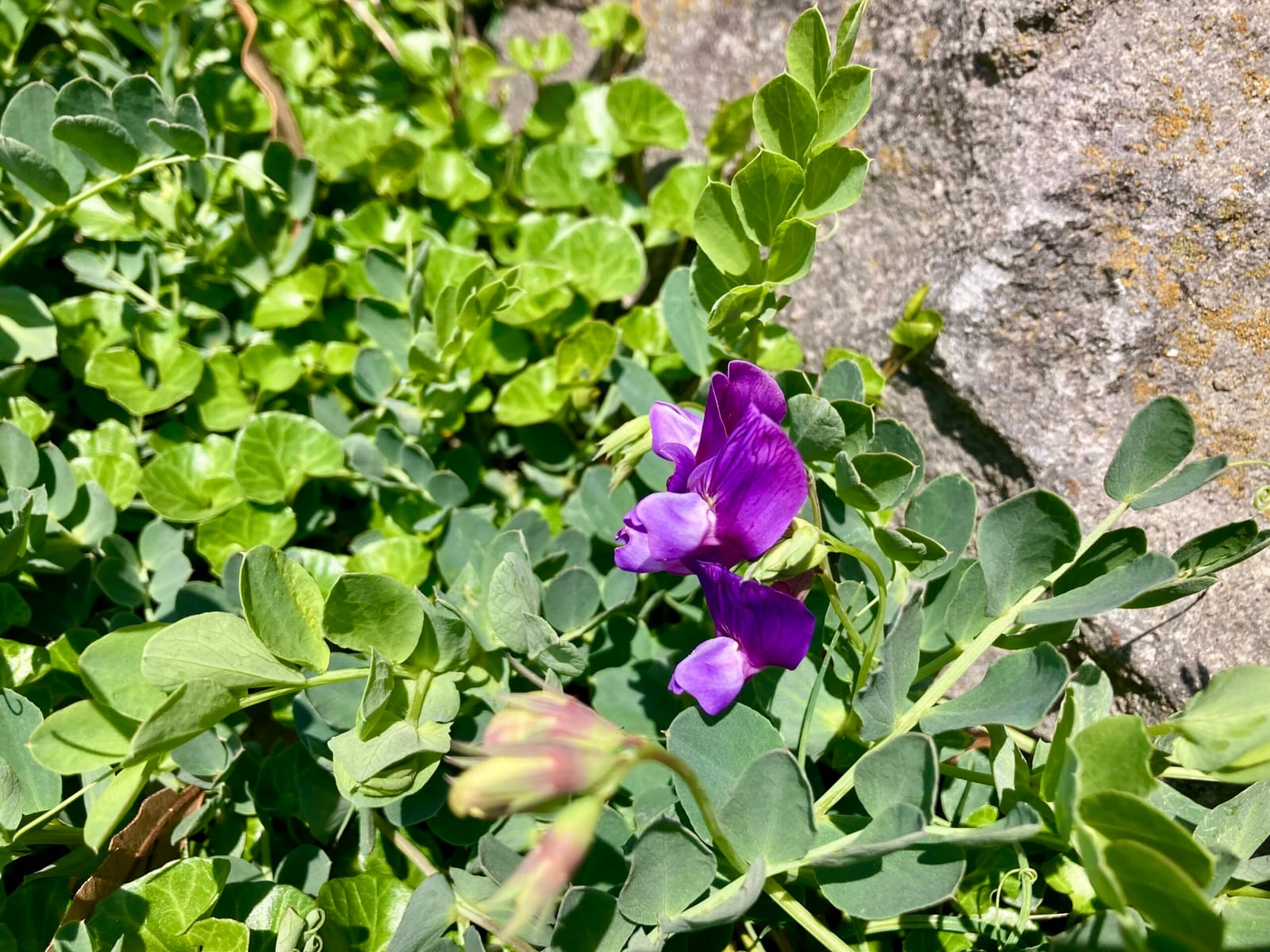 ハマの花・畑の補修